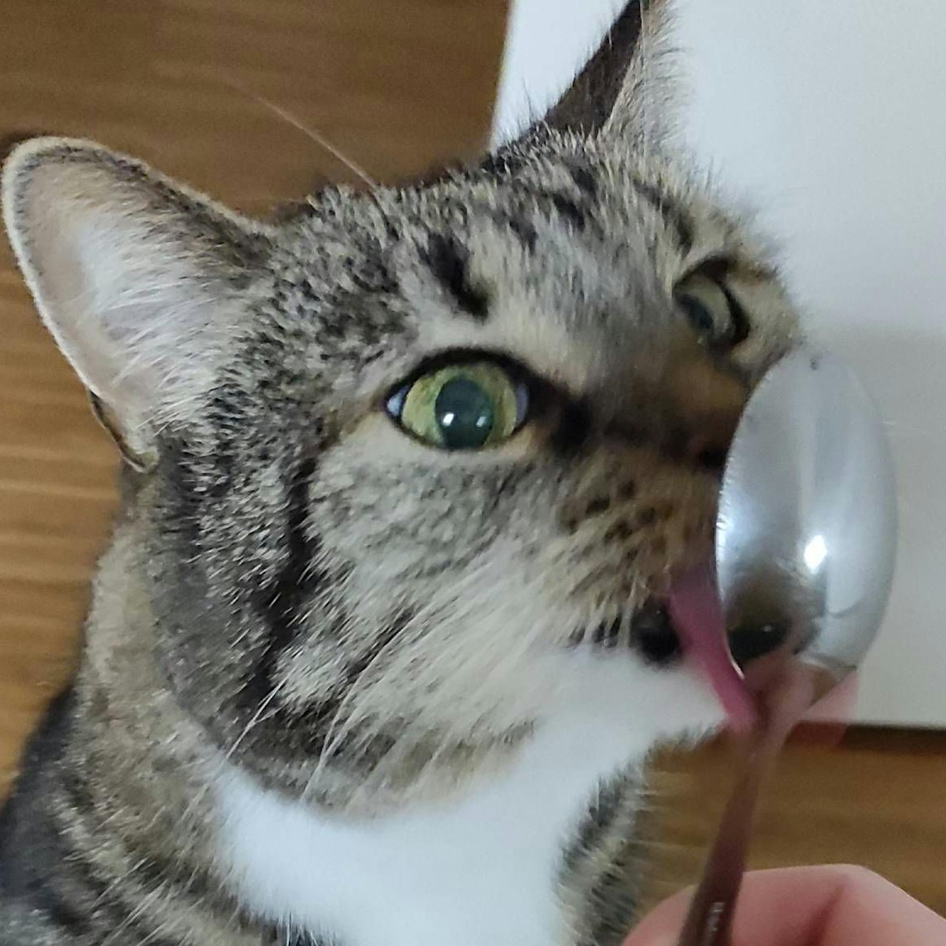 Die Futter-Büchse der Pandora: Wie ich meine Katze versehentlich prenzlauerbergisierte