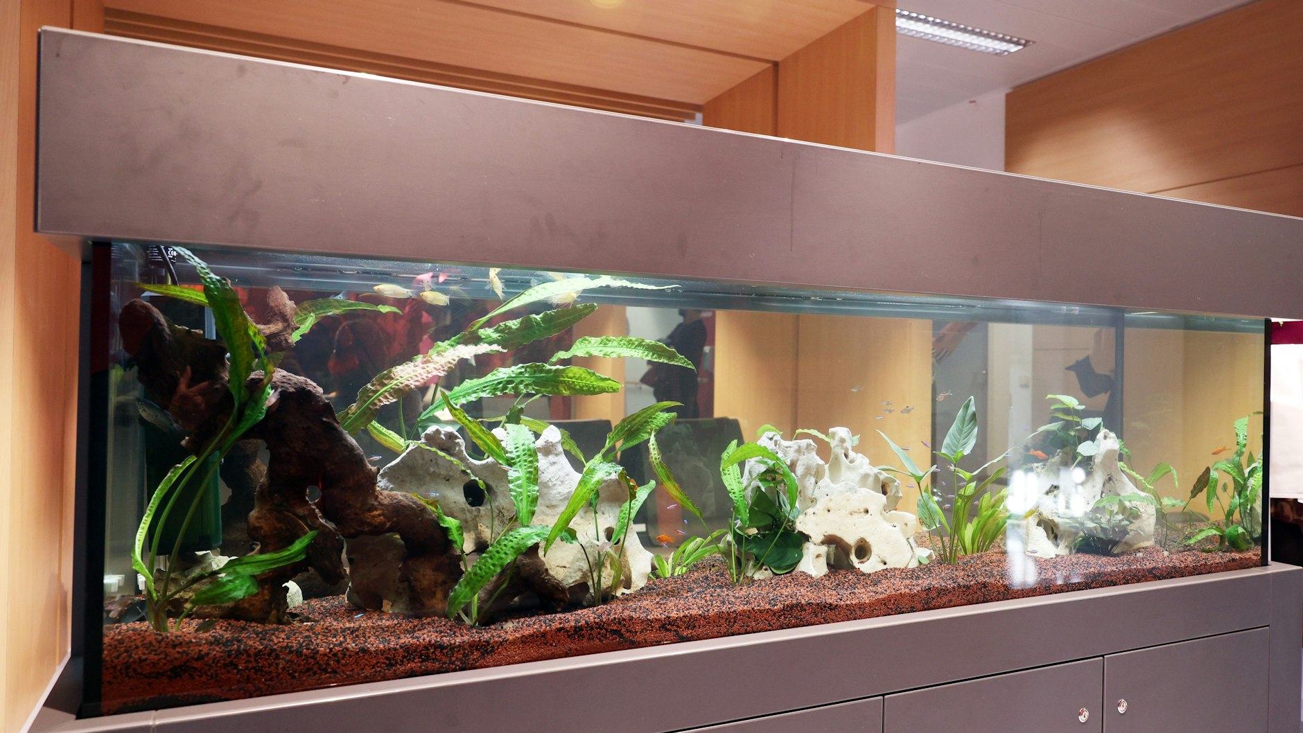 Ein großes Aquarium sorgt mit für eine beruhigende Atmosphäre in der Chemo-Ambulanz.