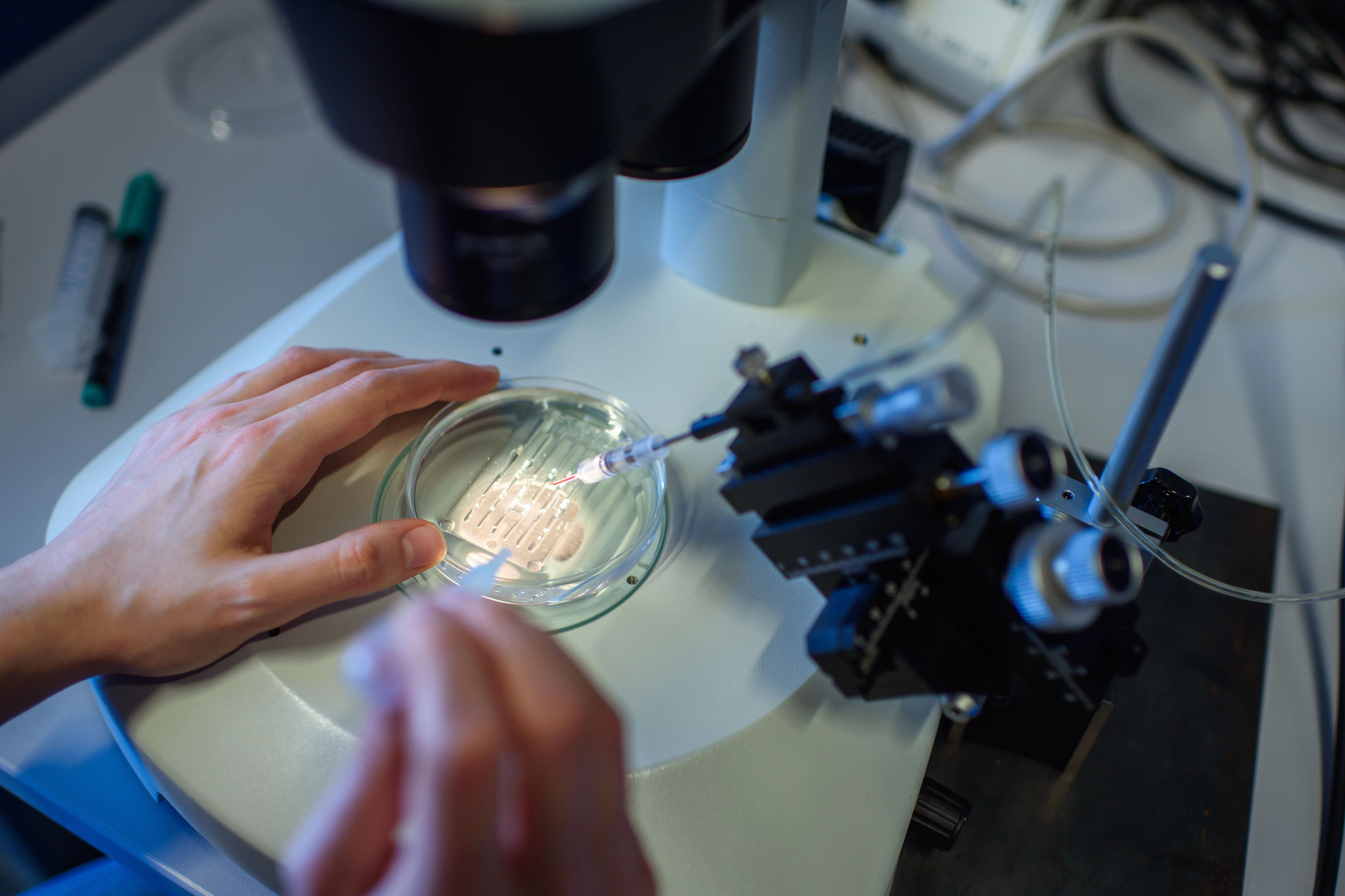 Eine wissenschaftliche Mitarbeiterin pipettiert während des CRISPR/Cas9-Verfahrens in einem Labor am Max-Delbrück-Centrum für Molekulare Medizin in einer Petrischale.