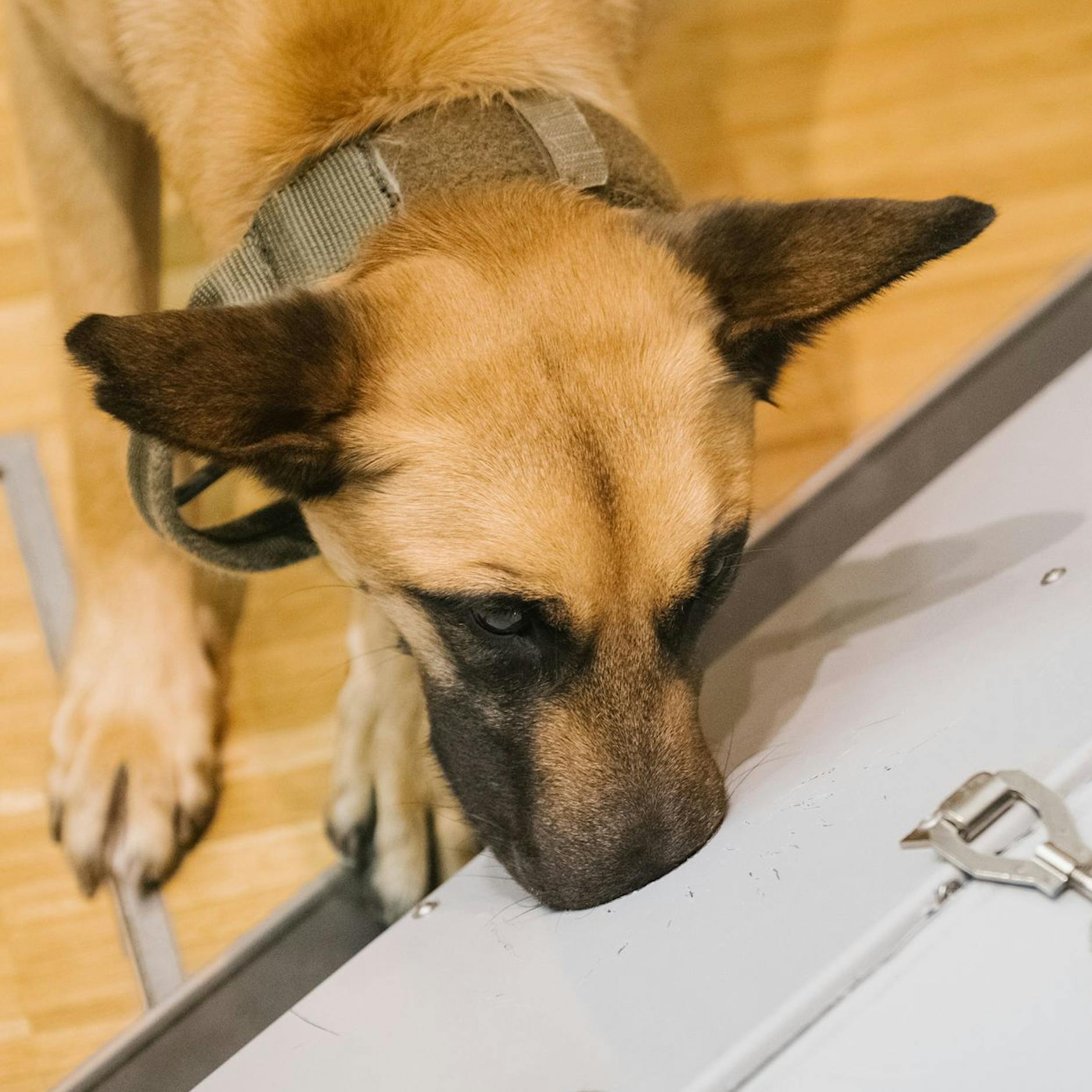 Sie erkennen jeden Infizierten: Corona-Spürhunde mit fast perfekter Trefferquote!