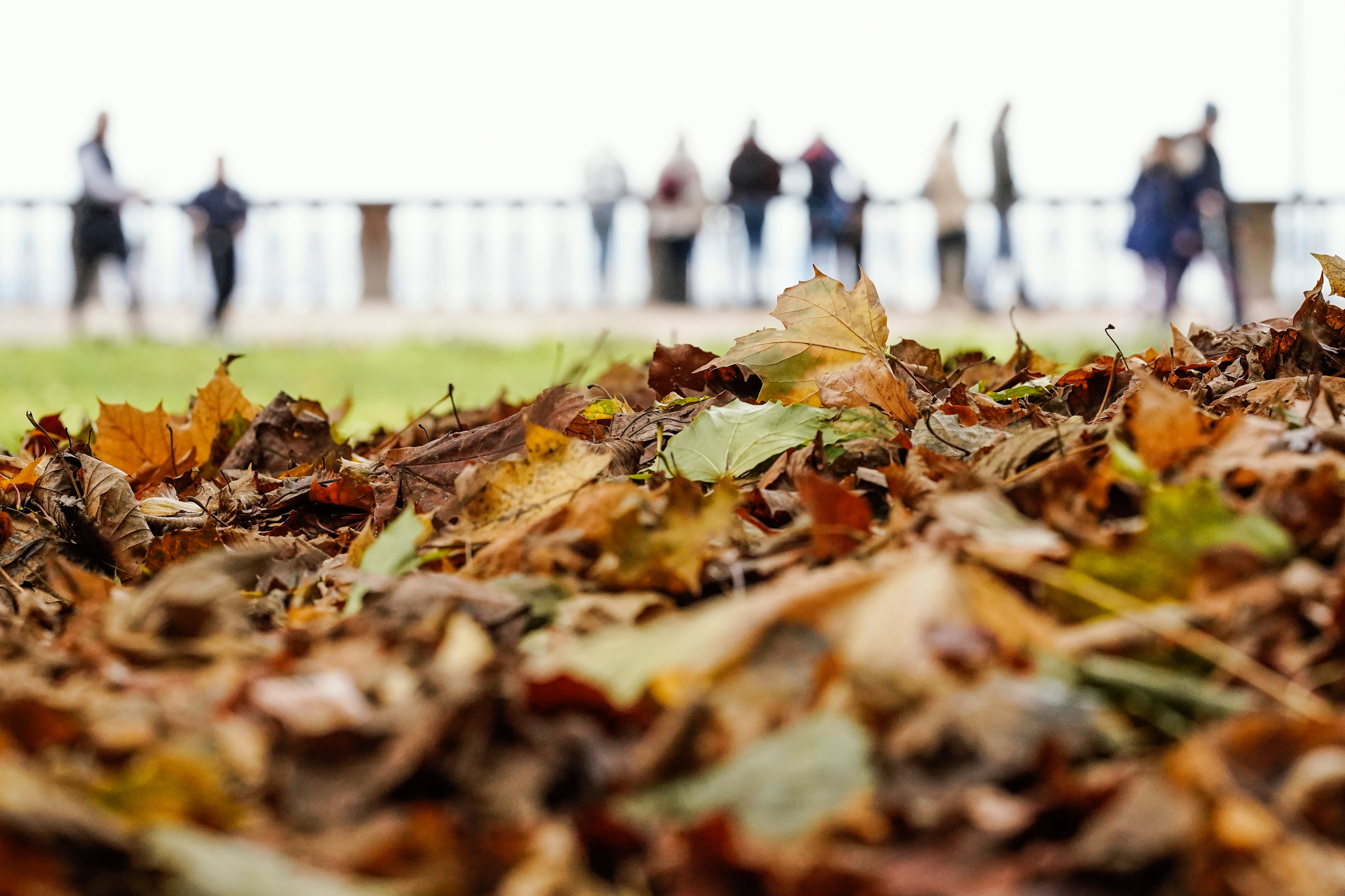 Image - Zoff im Herbst: Wer muss das Laub wegräumen? Und gilt das auch für die Blätter vom Nachbarn?