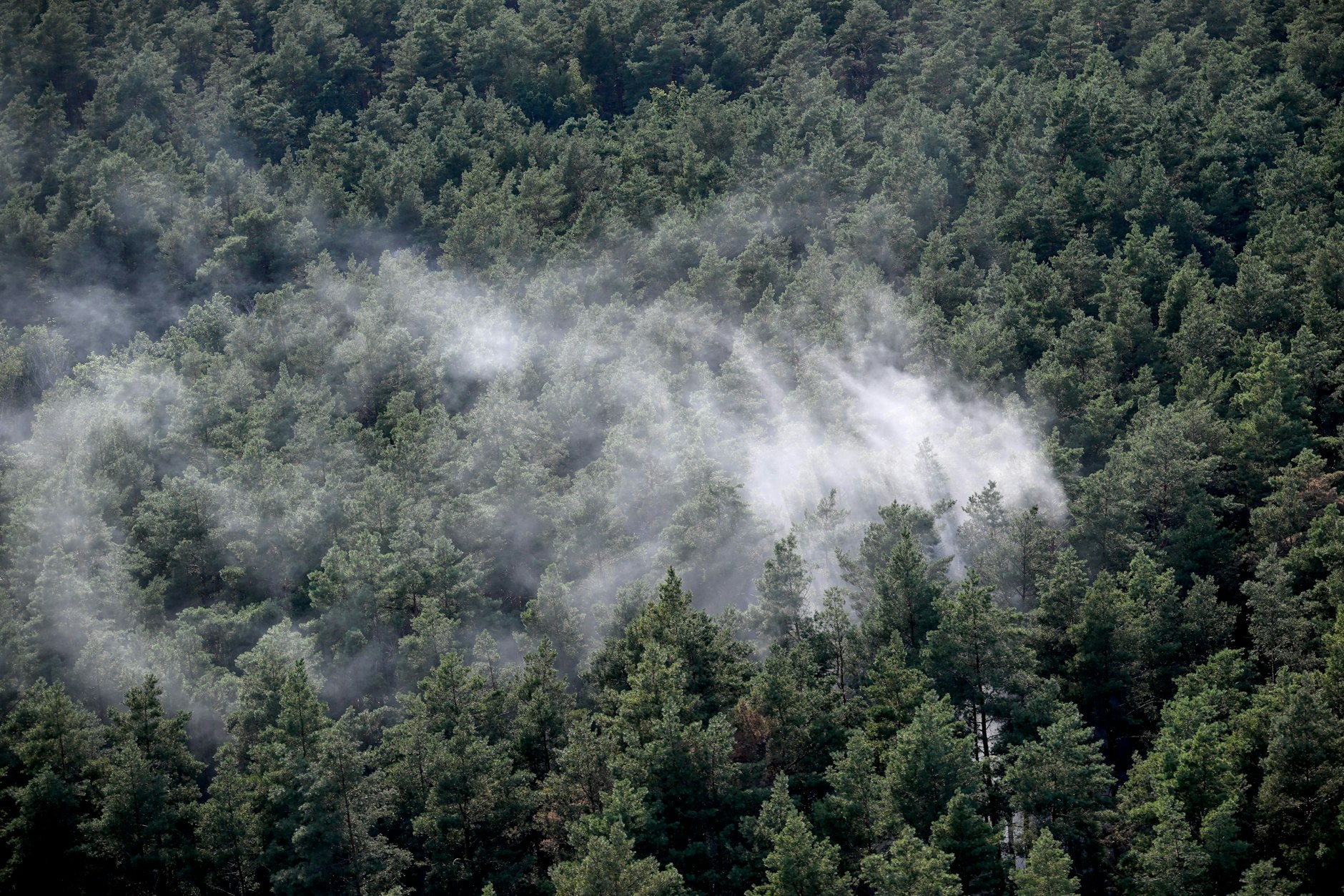 Vor drei Monaten war im Grunewald ein Großbrand ausgebrochen.