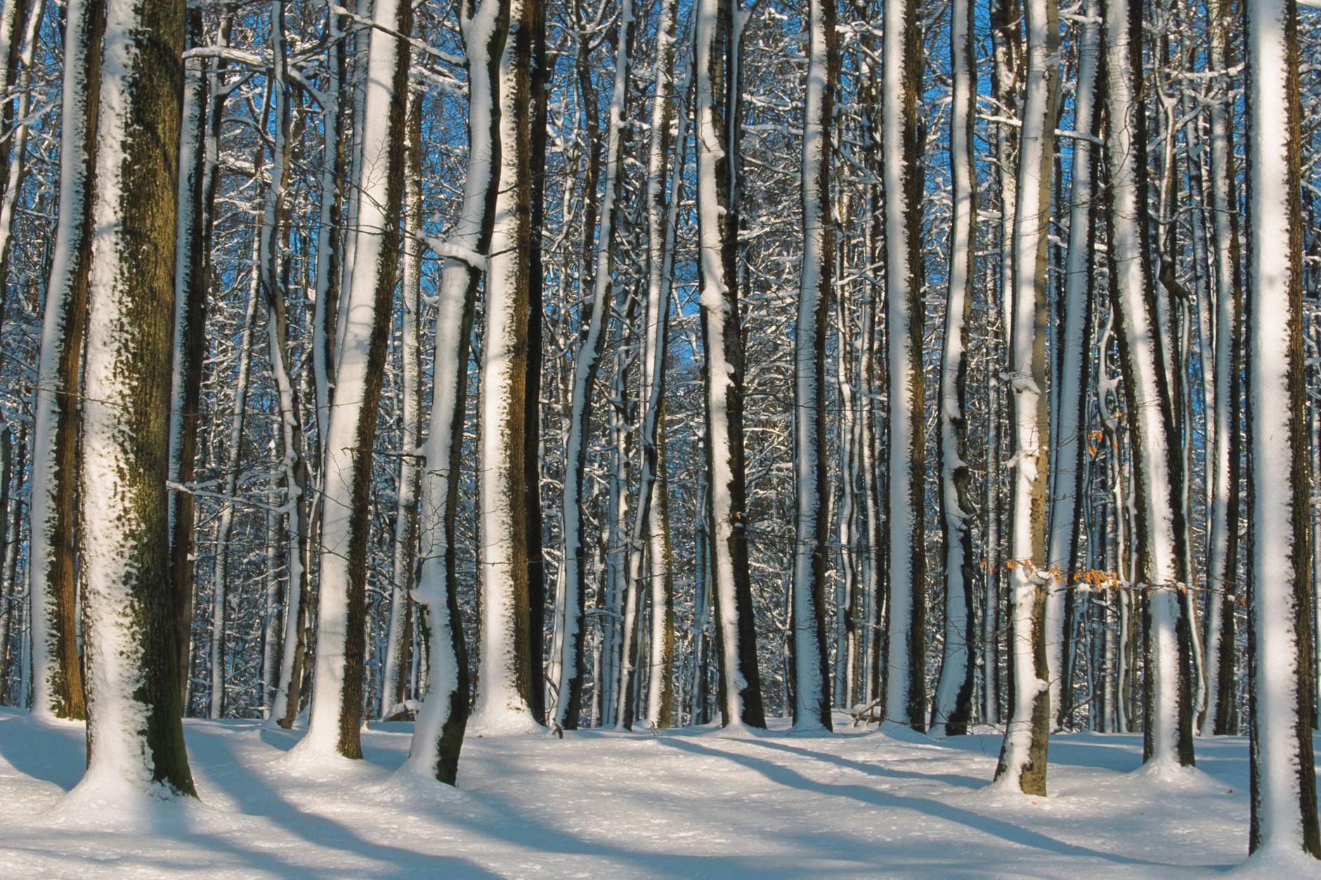 Endlich Schnee! Im Norden und Nordosten soll es am Freitag weiß werden.