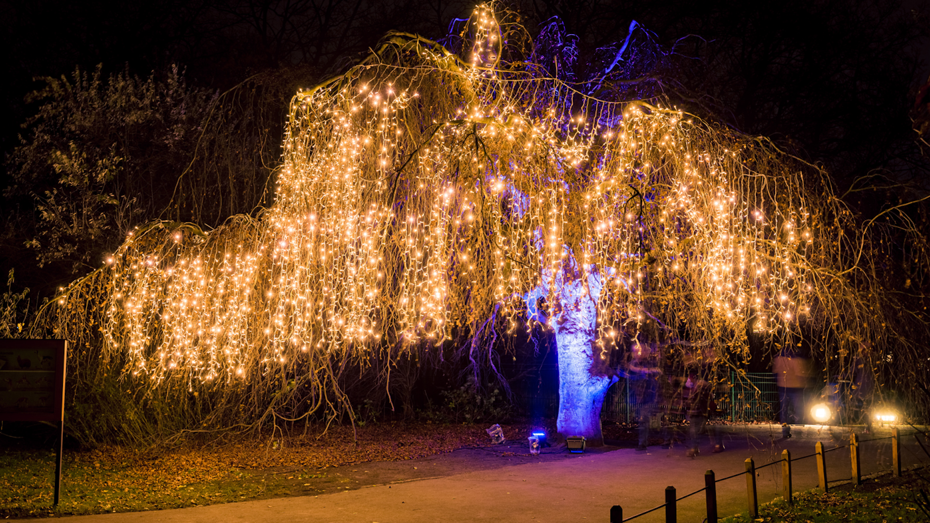 Mit Lichterketten versehen werden Bäume im Tierpark zu Wundergeschöpfen.