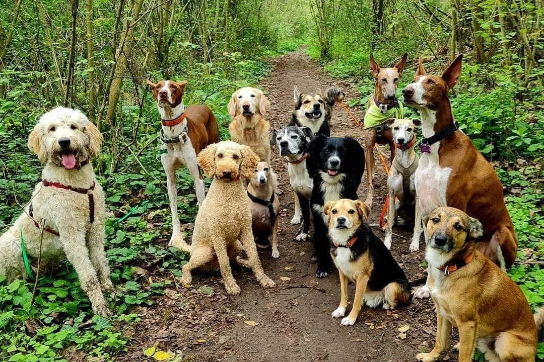 Hundetreffen im Hundeauslaufgebiet Arkenberge in Pankow