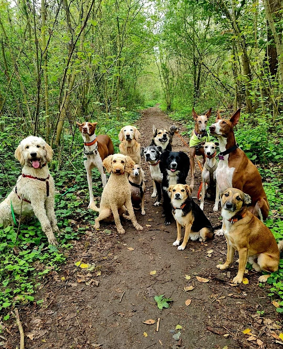 Hundetreffen im Hundeauslaufgebiet Arkenberge in Pankow