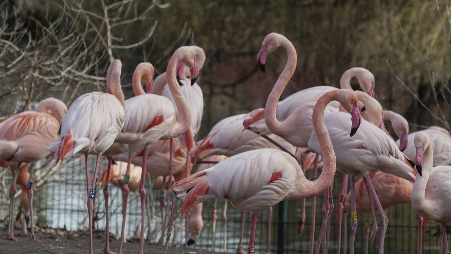 Flamingos in Zoo und Tierpark müssen nun untersucht werden.&nbsp;