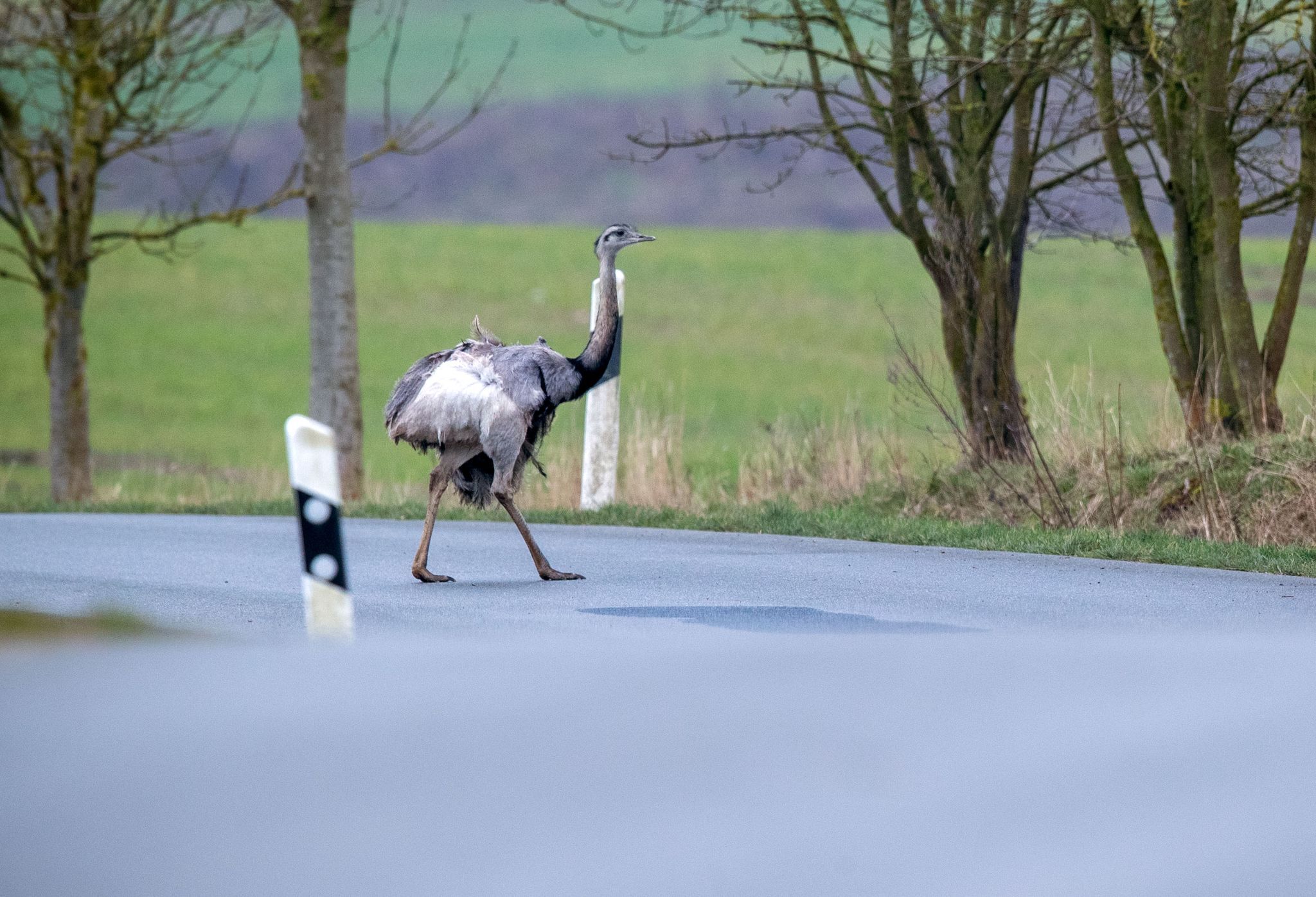 Image - Deutschlands wilde Nandus fühlen sich hier sauwohl