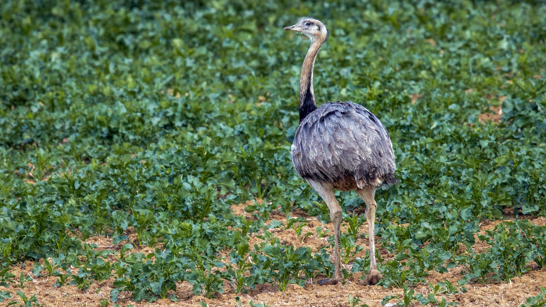 Ein wild lebender Nandu läuft bei der Futtersuche über ein Feld.&nbsp;