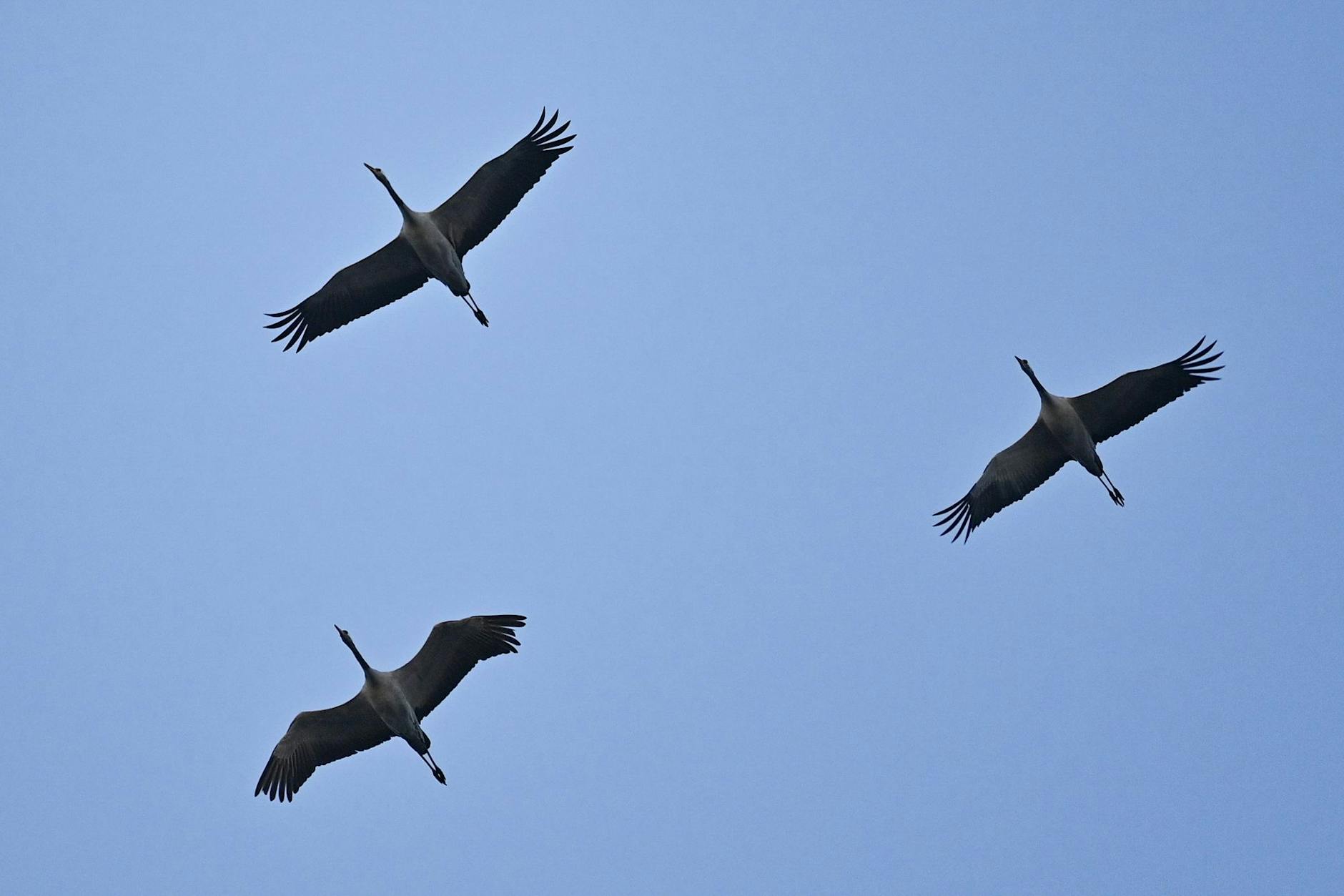 Kraniche beim Vogelzug: Auch von diesen majestätisch aussehenden Vögeln sterben viele an der Vogelpest.