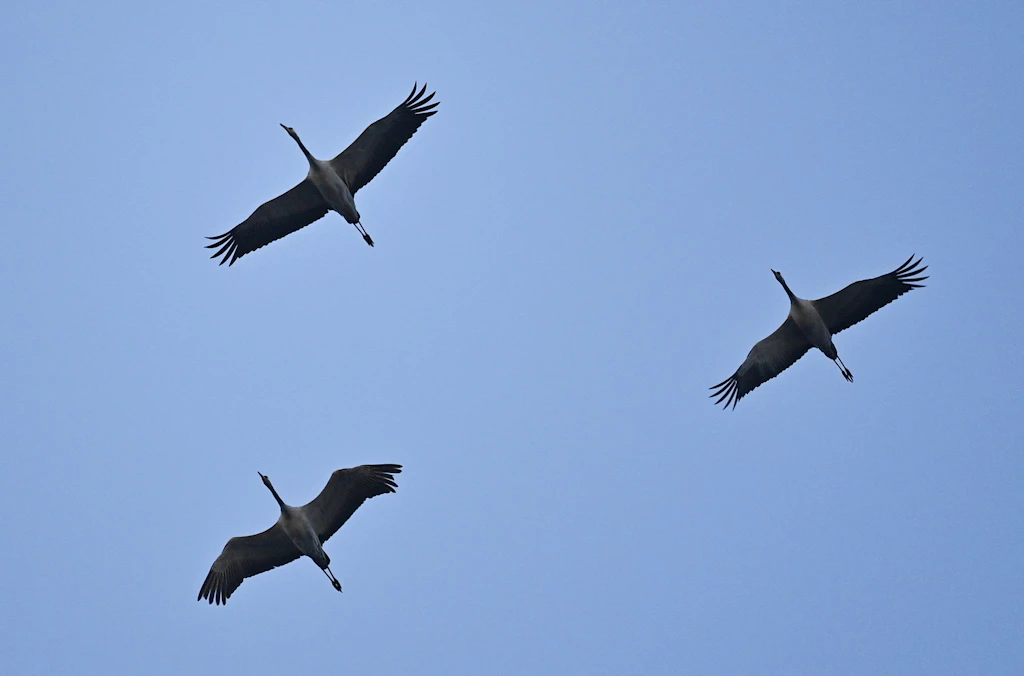 Wegen der Vogelpest ist der Zoo dicht, aber Berliner interessiert das wenig
