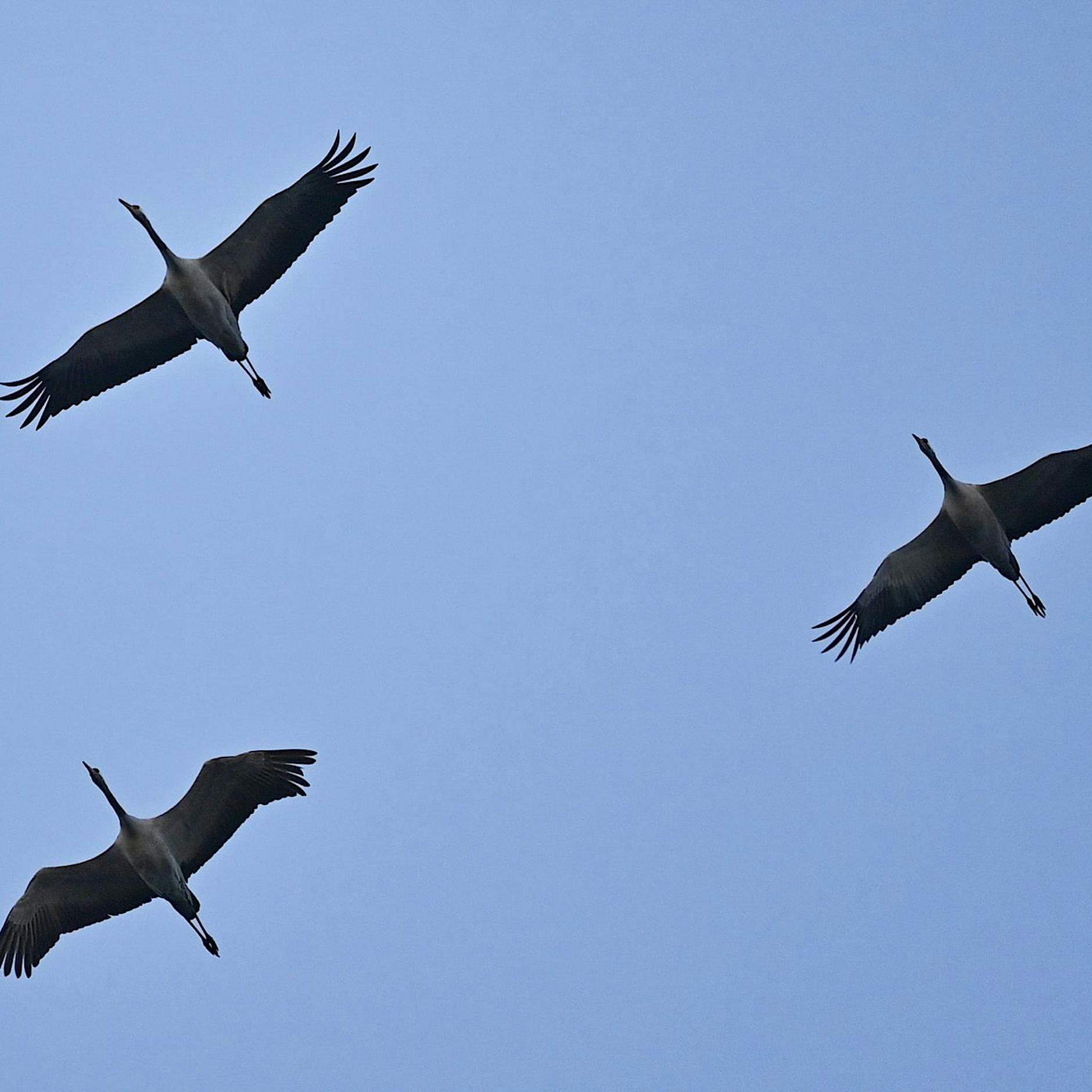 Wegen der Vogelpest ist der Zoo dicht, aber Berliner interessiert das wenig