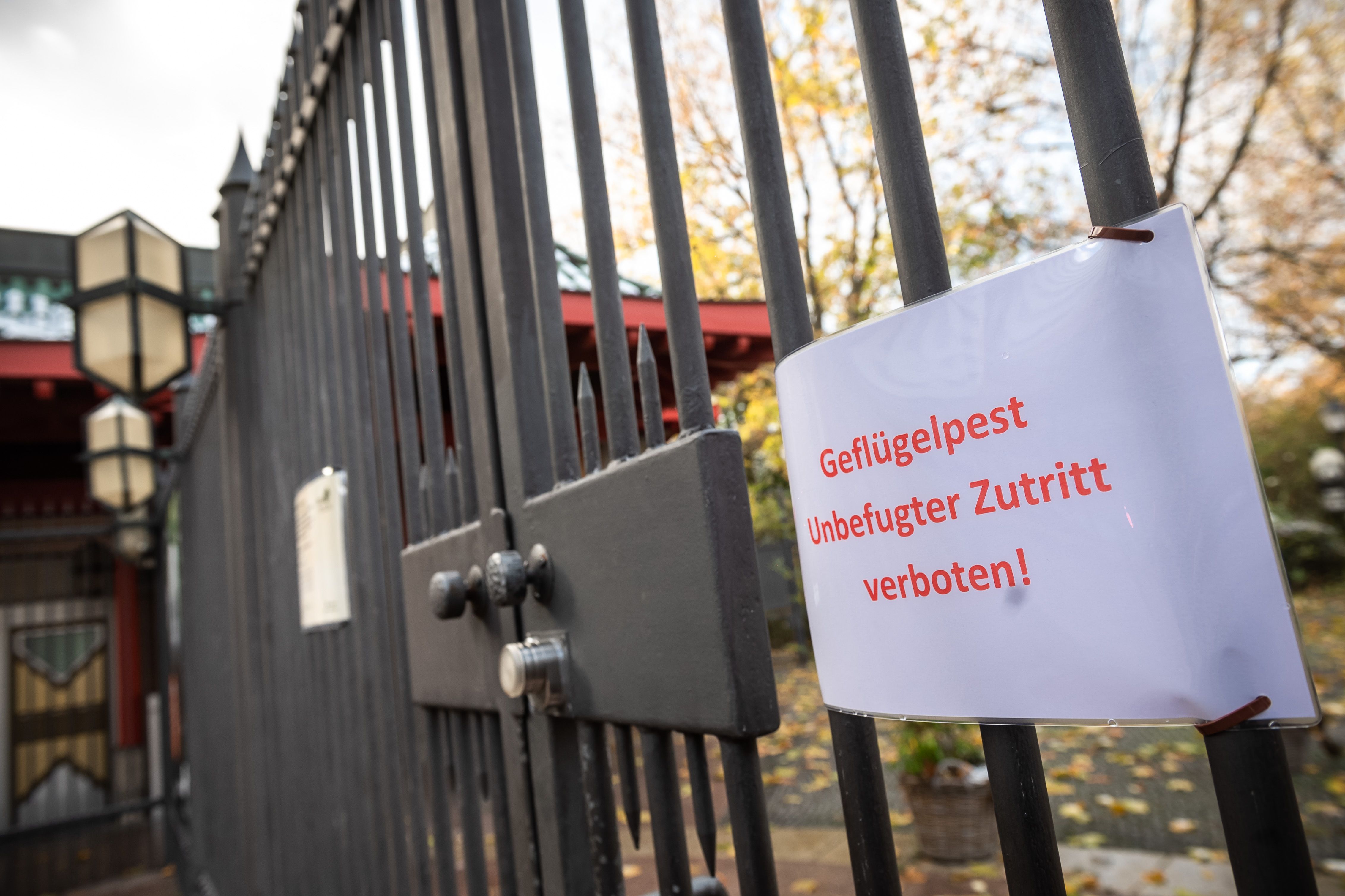 Vogelgrippe im Berliner Zoo: 1200 Vögel werden getestet – und die Ursache fieberhaft gesucht!