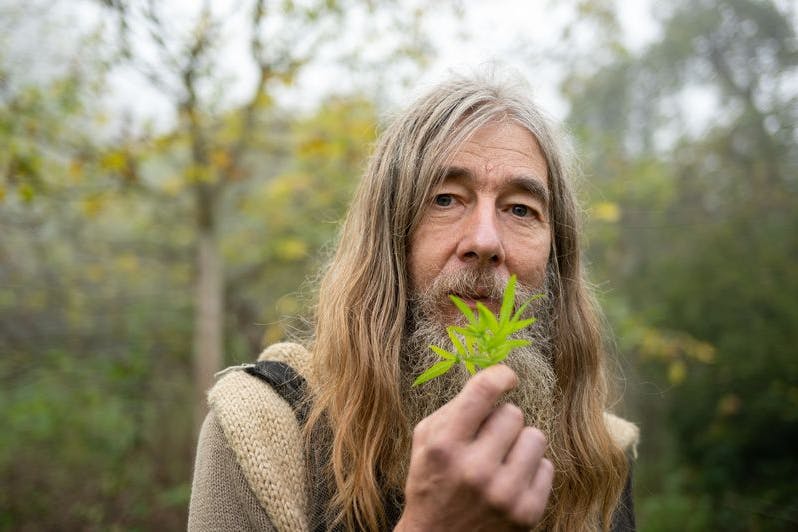 Friedmunt Sonnemann zeigt in seinem Garten eine Huacatay (Gewürztagetes) aus den Anden in Südamerika.