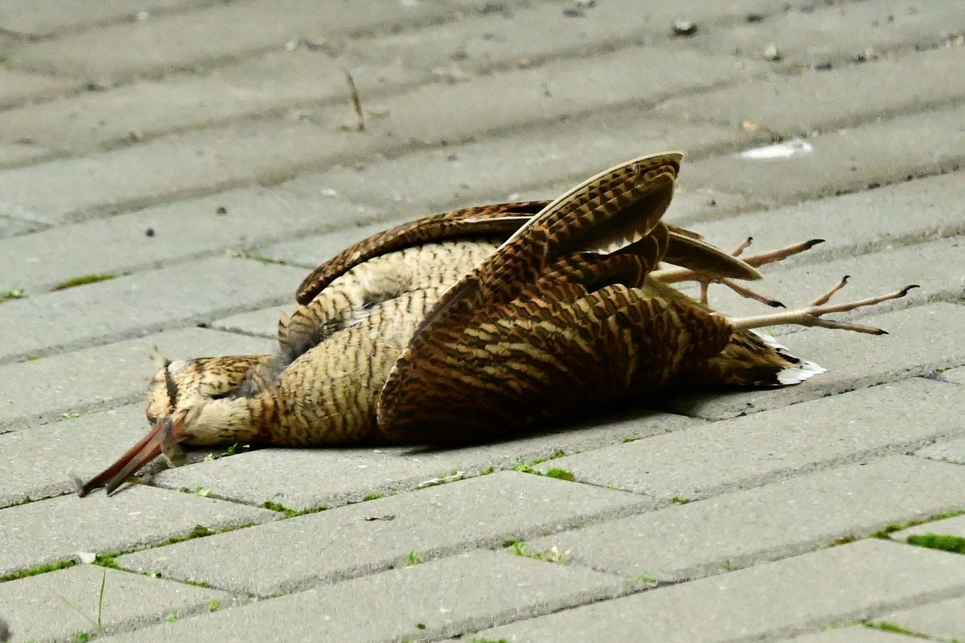 Auch diese Waldschnepfe kam am Hauptstadt-Flughafen in Schönefeld ums Leben. Die Verbände bekommen immer wieder solche Aufnahmen von Menschen, die am BER arbeiten.