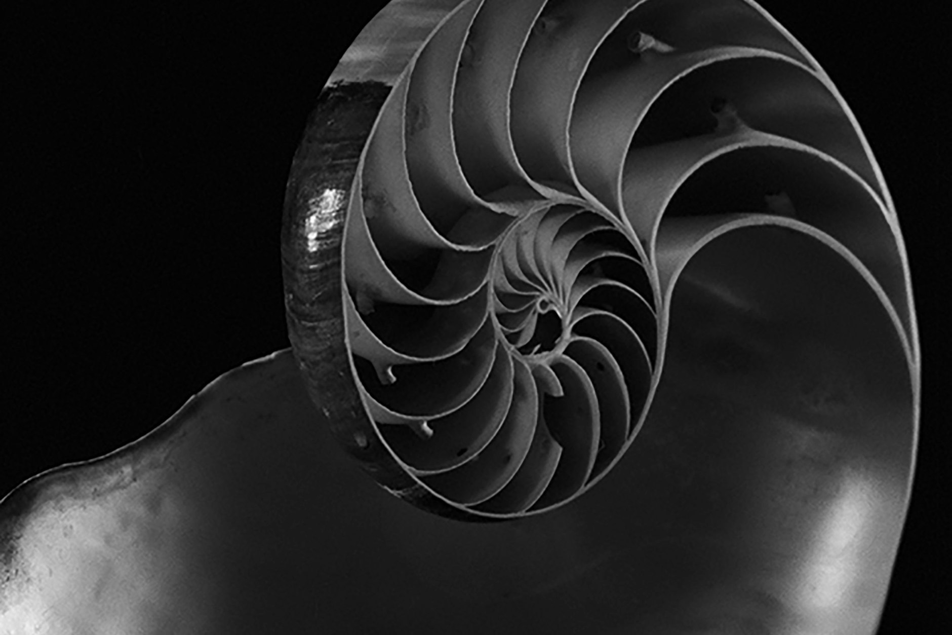 Alfred Ehrhardt: „Spiel der Spiralen“, 1951