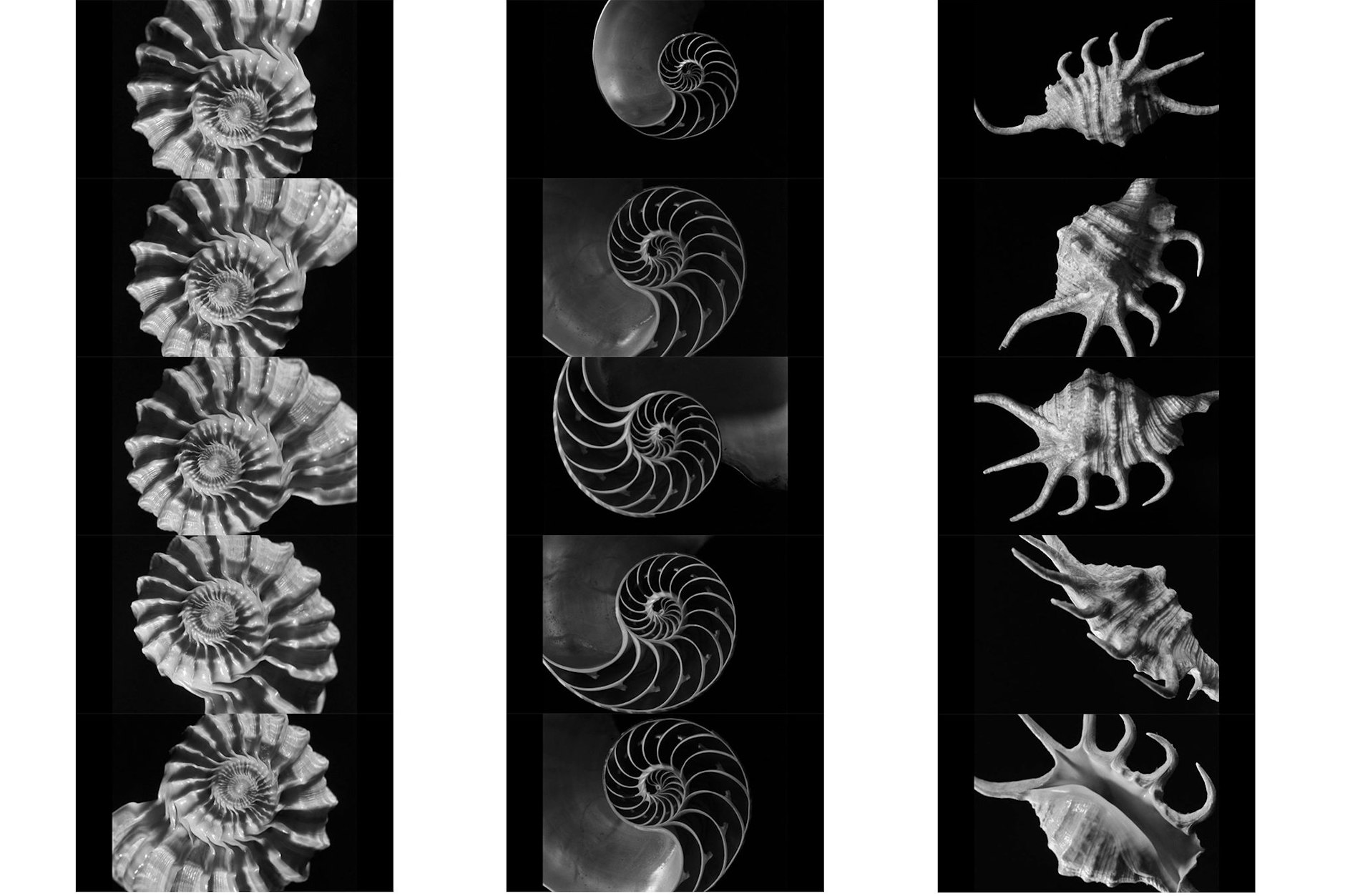Alfred Ehrhardt: „Von der 
Architektur der Meeresschnecken“, aus dem Film „Spiel der Spiralen“, 1951.