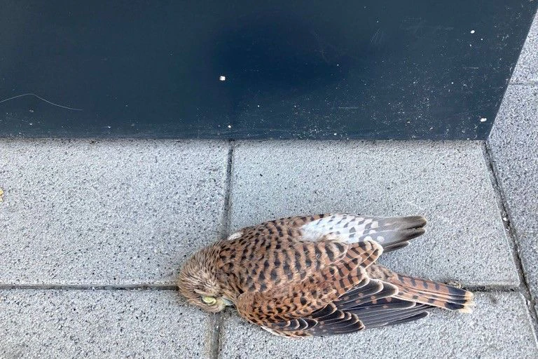 Gegen die Fassade geprallt, in einen Lichtschacht gestürzt und dort verendet: ein toter Turmfalke am BER.