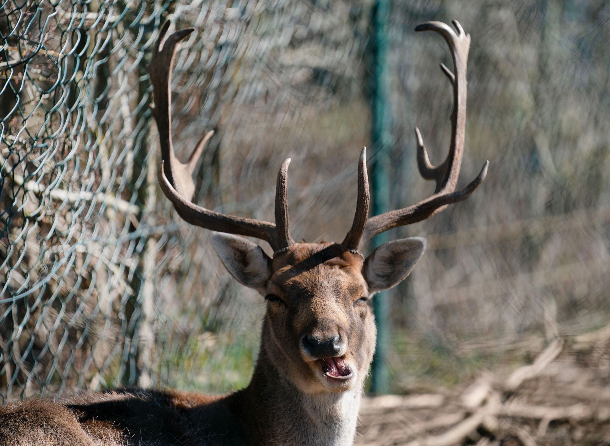 Image - Crash: Damhirsch fliegt durch Bus-Frontscheibe