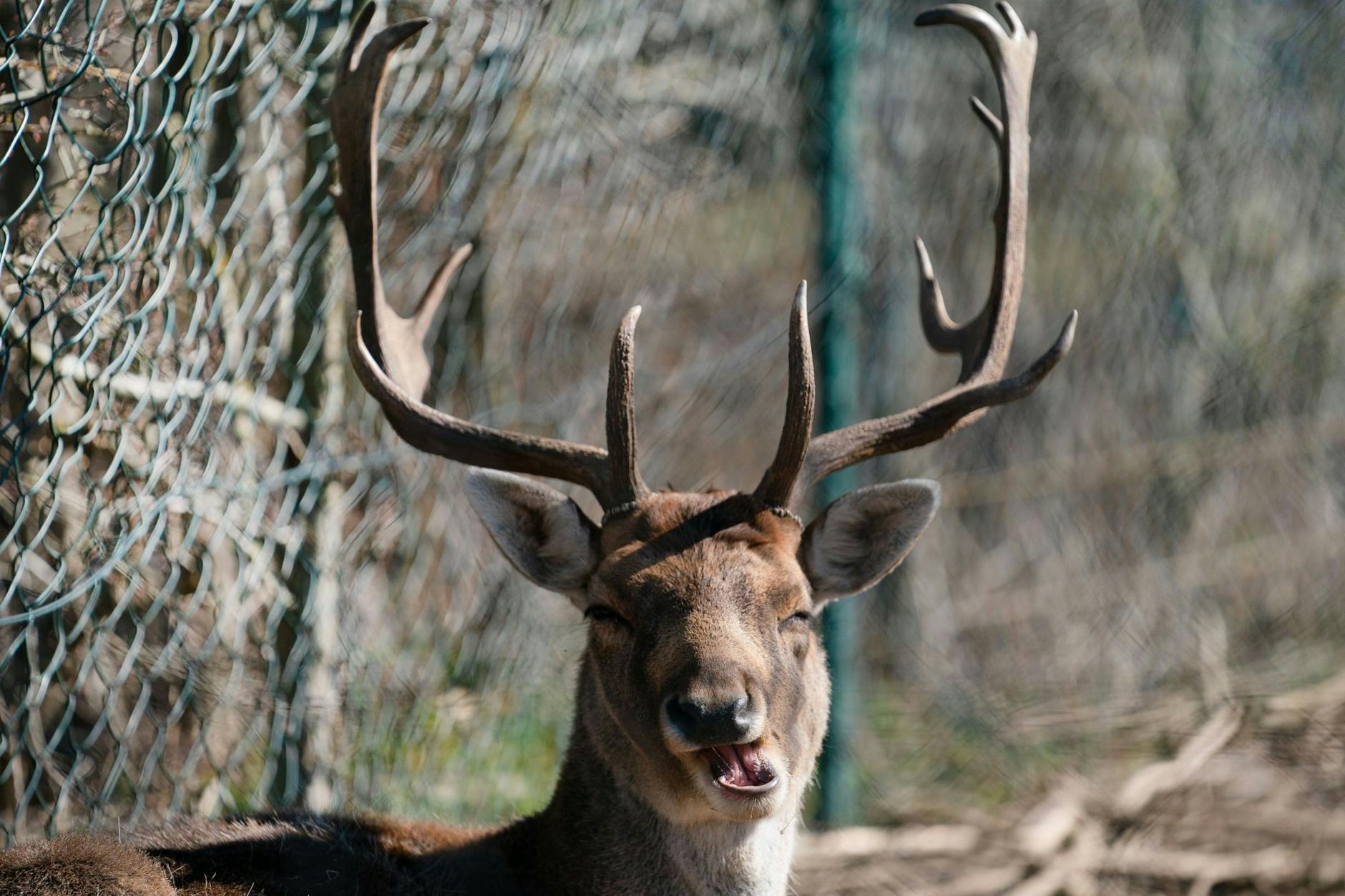 Ein Damhirsch kann ganz schön groß werden. (Symboldbild). Ein Tier dieser Art verendete nach einem Unfall mit einem Bus 