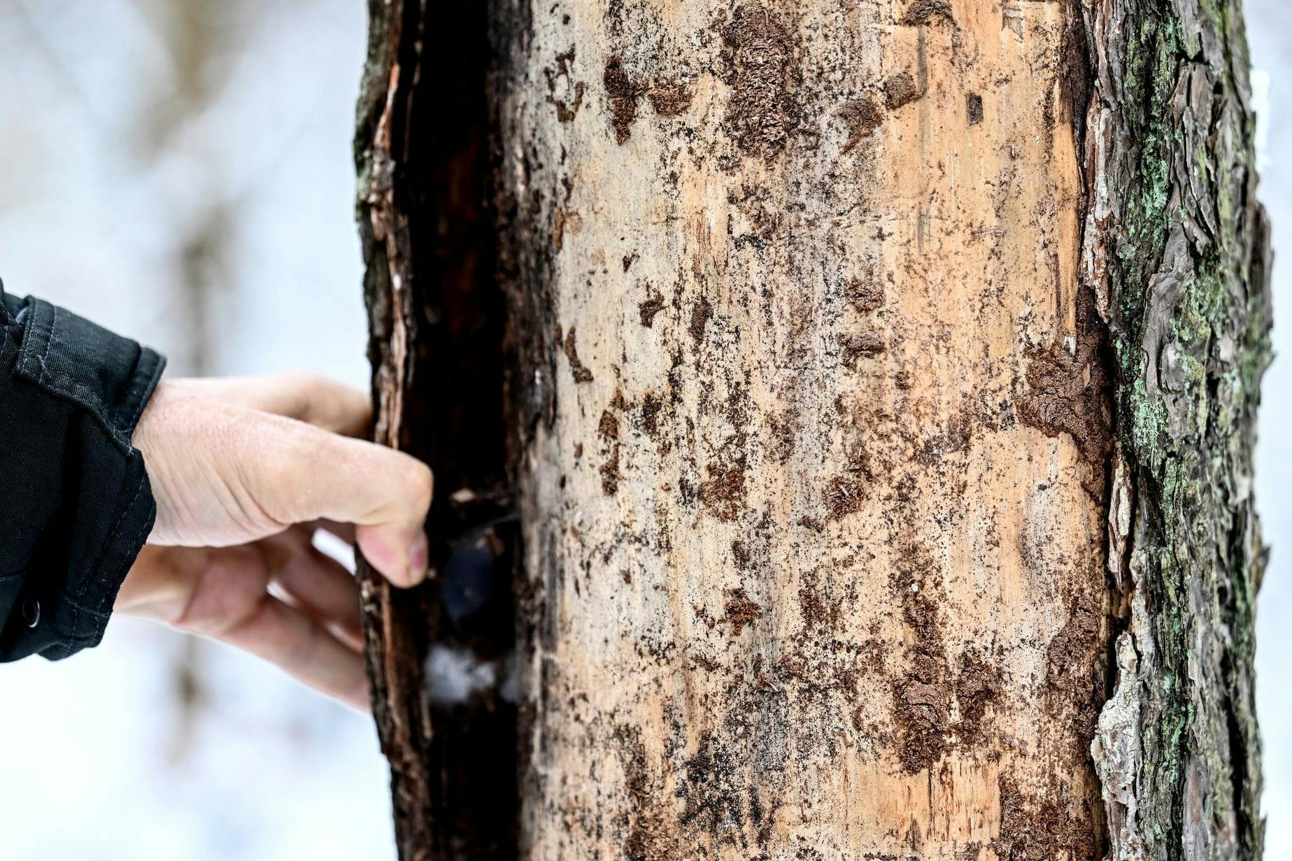 Förster Dirk Riestenpatt zeigt ein Stück Rinde einer abgestorbenen Kiefer.