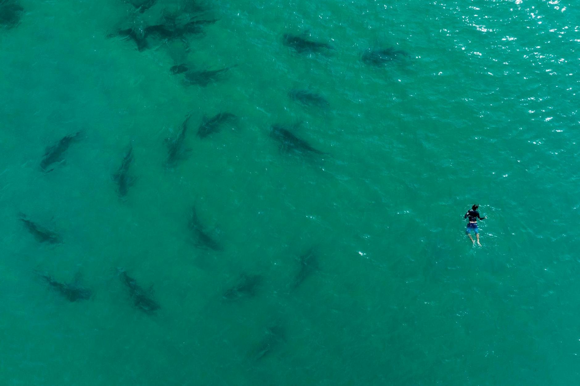 Sandbankhaie schwimmen neben einem Schnorchler im Mittelmeer vor der Küste von Hadera in Israel. Heißes Wasser, das aus einer Industrieanlage ins Meer sprudelt, zieht die Haie an - die Tiere gelten nicht als gefährlich für Menschen.