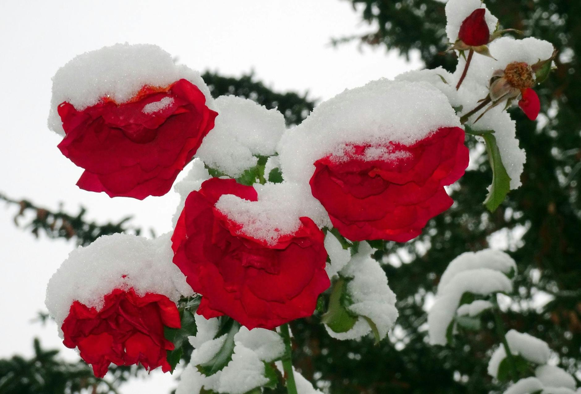 Schnee in Berlin: Rosenblüten, die in den vergangenen Tegen bei milden Temperaturen noch geblüht haben, sind bei Temperaturen um null Grad Celsius mit Schnee bedeckt.