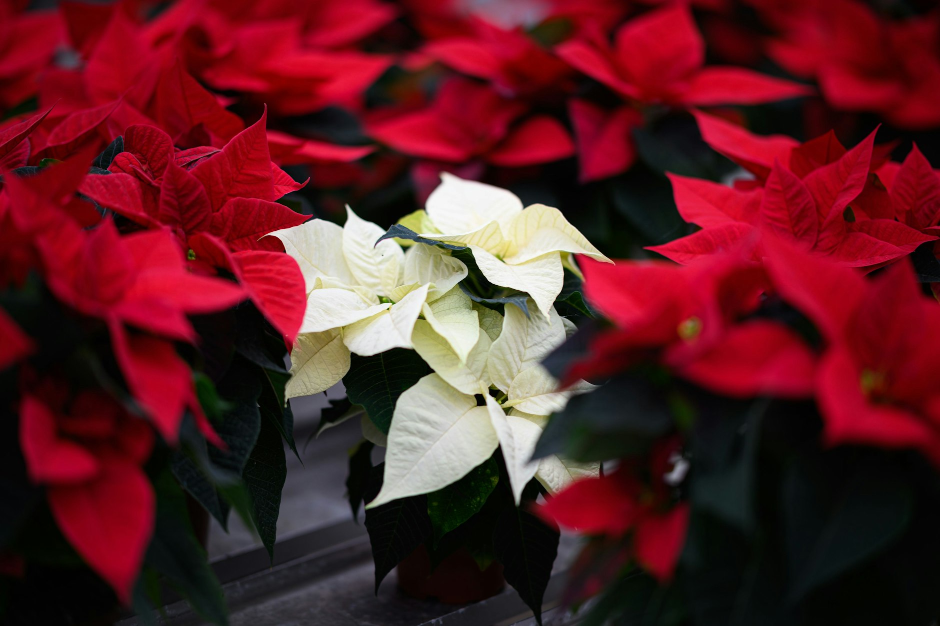 Weihnachtssterne gibt es im klassischen Rot, aber auch in vielen anderen Farben. Alle mögen es warm und hell. Kälte, Frost und Zugluft sind schädlich für die empfindlichen Pflanzen.&nbsp;
