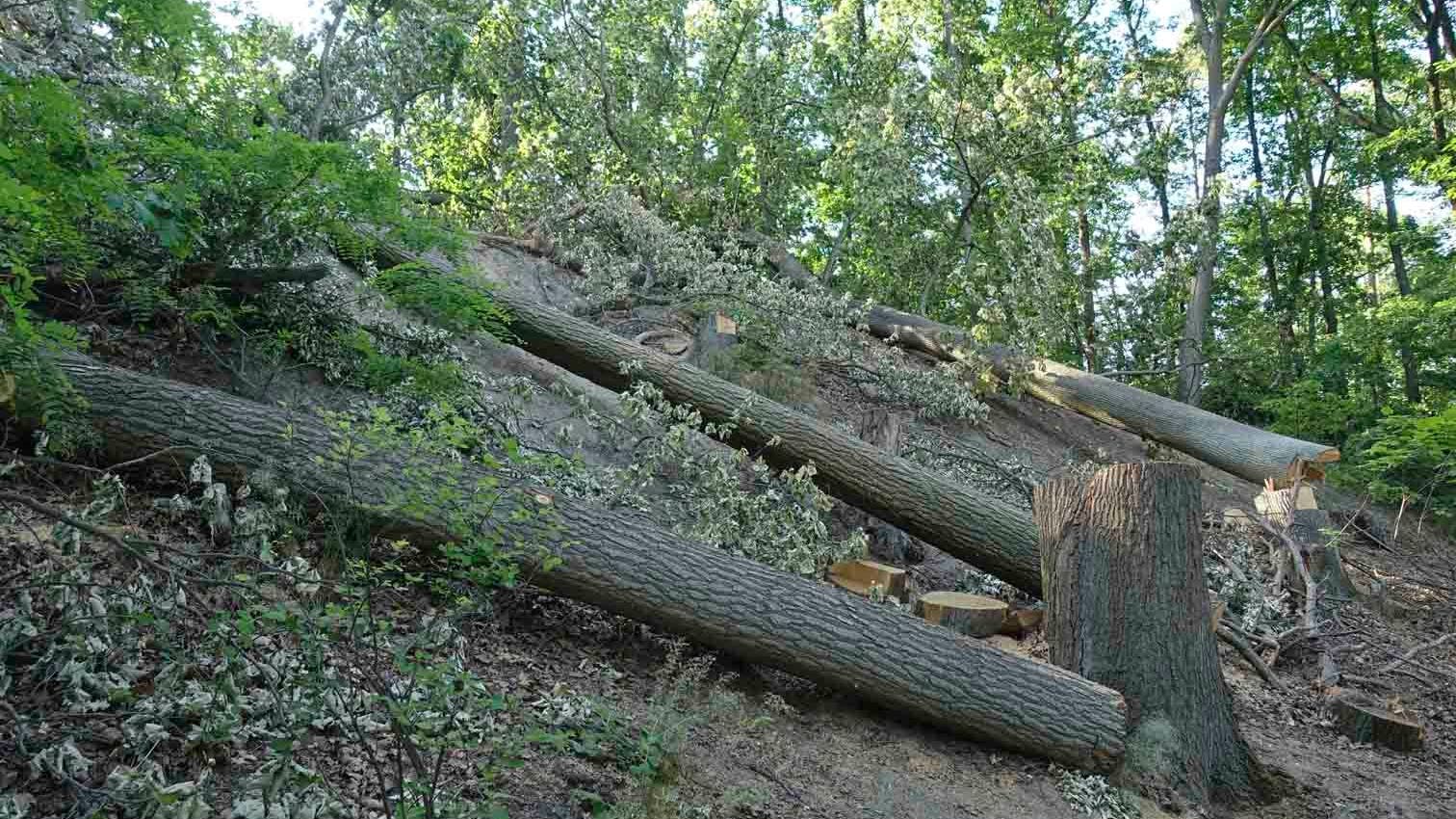 Am Schlachtensee wurden 2021 knapp 30 geschädigte Eichen gefällt. Die Forstleute fürchteten, sie könnten Äste abwerfen und Spaziergänger verletzen.