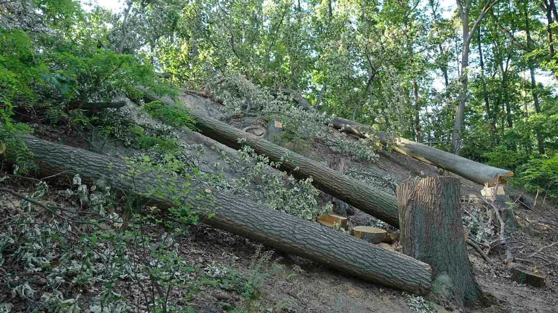 Am Schlachtensee wurden 2021 knapp 30 geschädigte Eichen gefällt. Die Forstleute fürchteten, sie könnten Äste abwerfen und Spaziergänger verletzen.