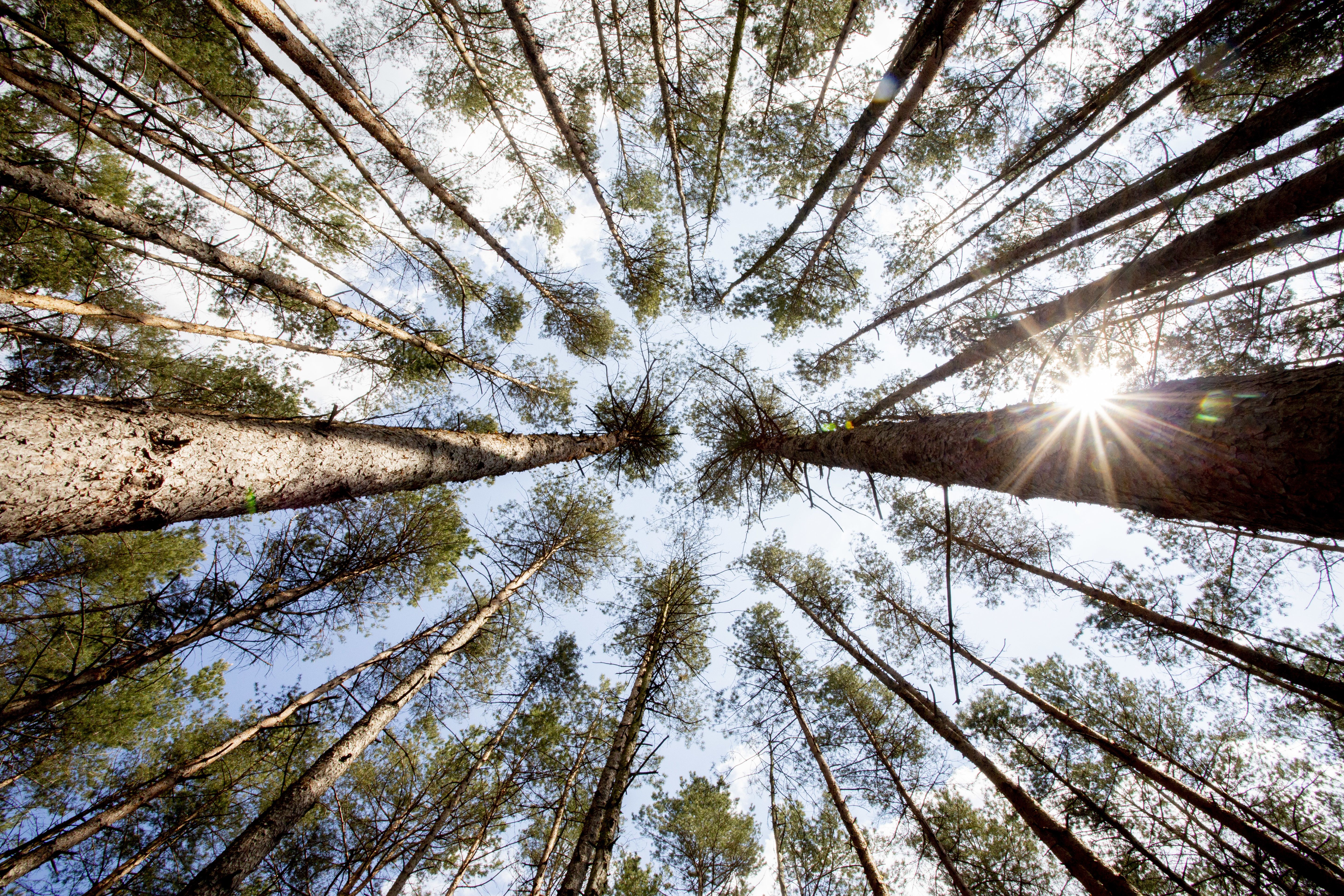 Image - Selbst die ganz Harten Berlins machen schlapp: Kiefern leiden unter Dürre