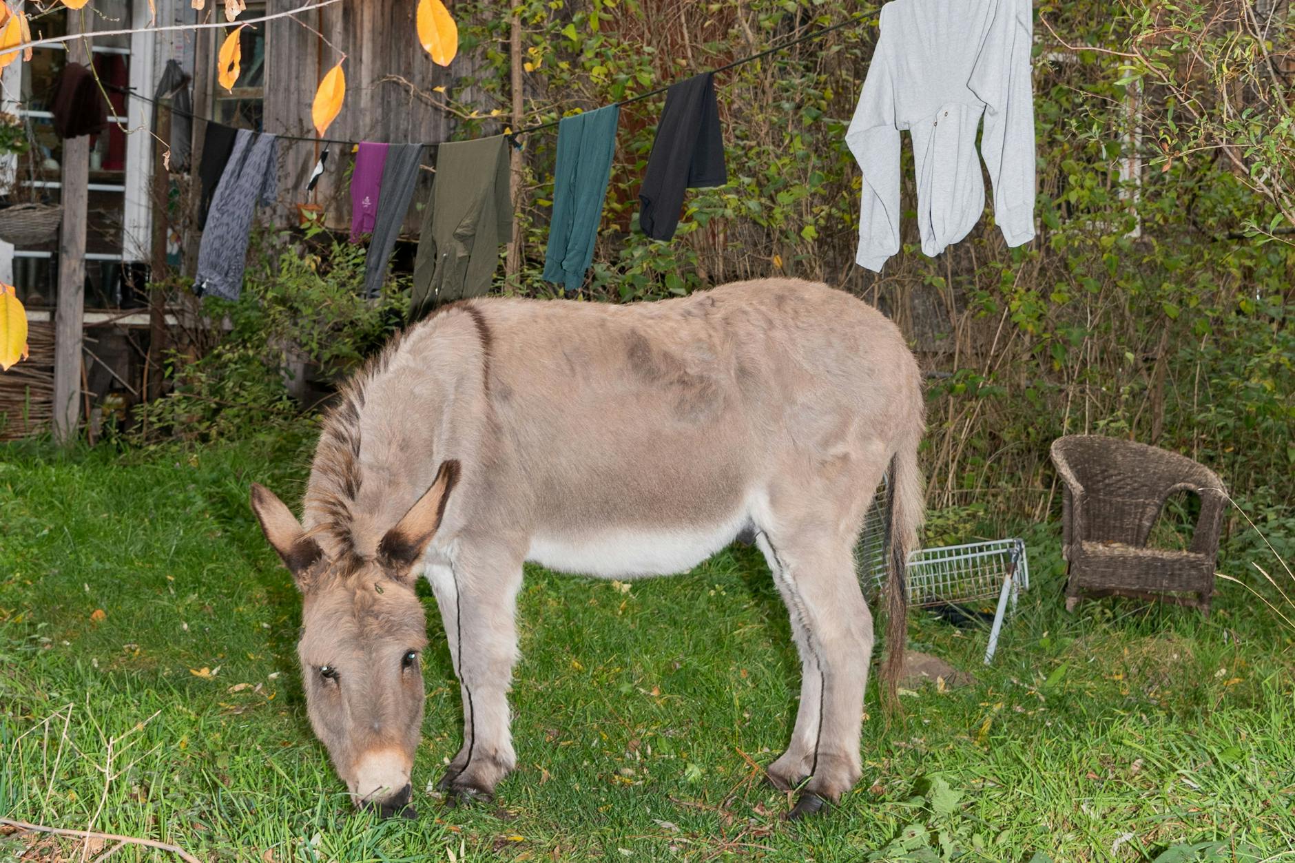 „Ein Haus, ein kunterbuntes Haus. Ein Äffchen und ein Pferd...“ Halt! Kein Äffchen, kein Pferd, aber einen entzückenden Esel findet man auf der Wiese vor der Wagenburg.