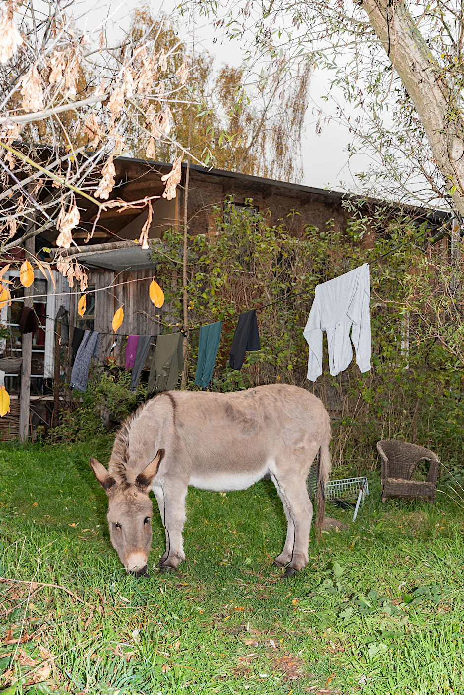 „Ein Haus, ein kunterbuntes Haus. Ein Äffchen und ein Pferd...“ Halt! Kein Äffchen, kein Pferd, aber einen entzückenden Esel findet man auf der Wiese vor der Wagenburg.