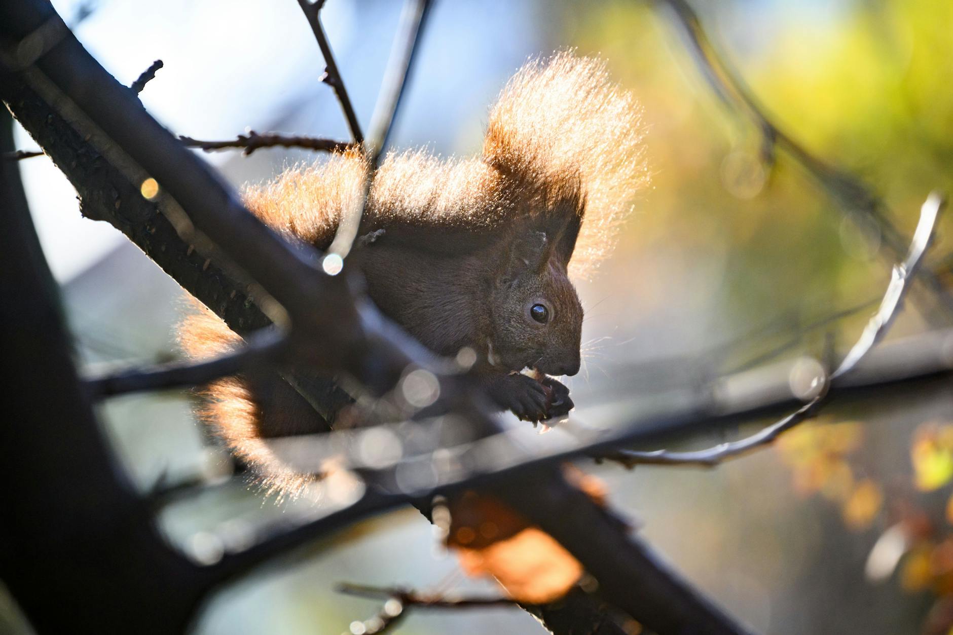 In Berliner Baumwipfeln: Warum das Beobachten von Eichhörnchen froh macht