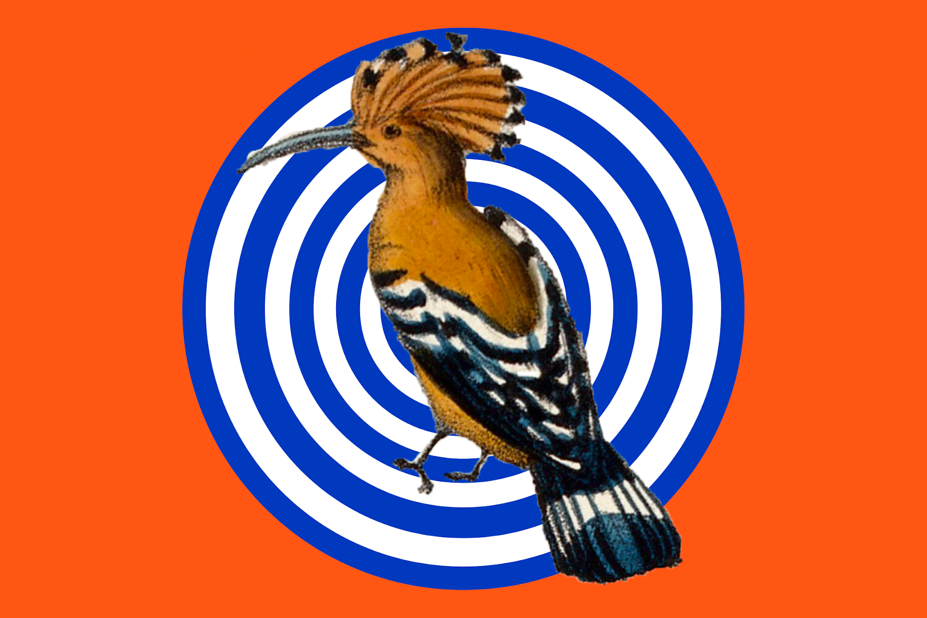 Ein Vogel als Zielscheibe – ein bisschen wie das Theaterstück „Vögel“ am Münchner Metropoltheater.