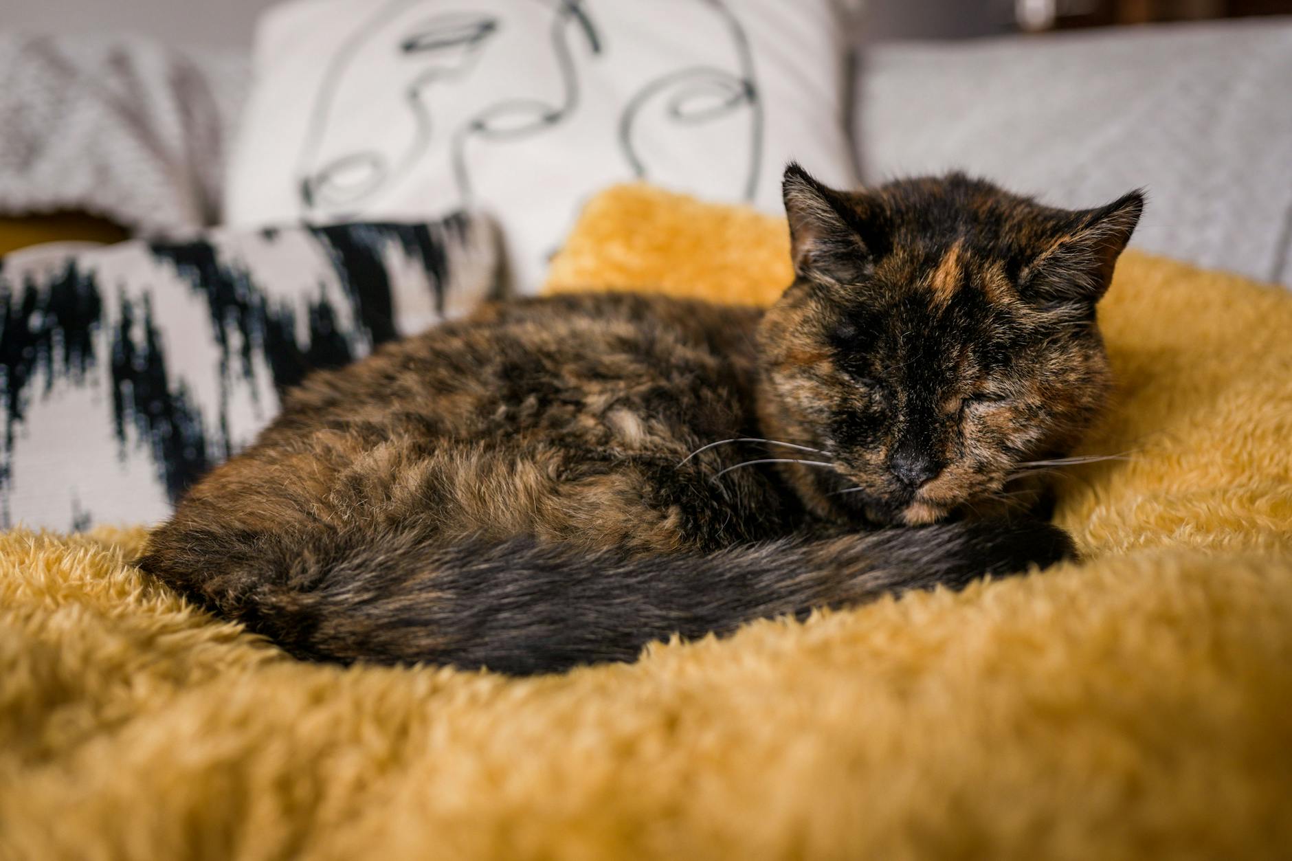 Die älteste lebende Katze der Welt ist fast so alt wie ihre neue Besitzerin. Mit 26 Jahren und 329 Tagen hält Flossie den Rekord.