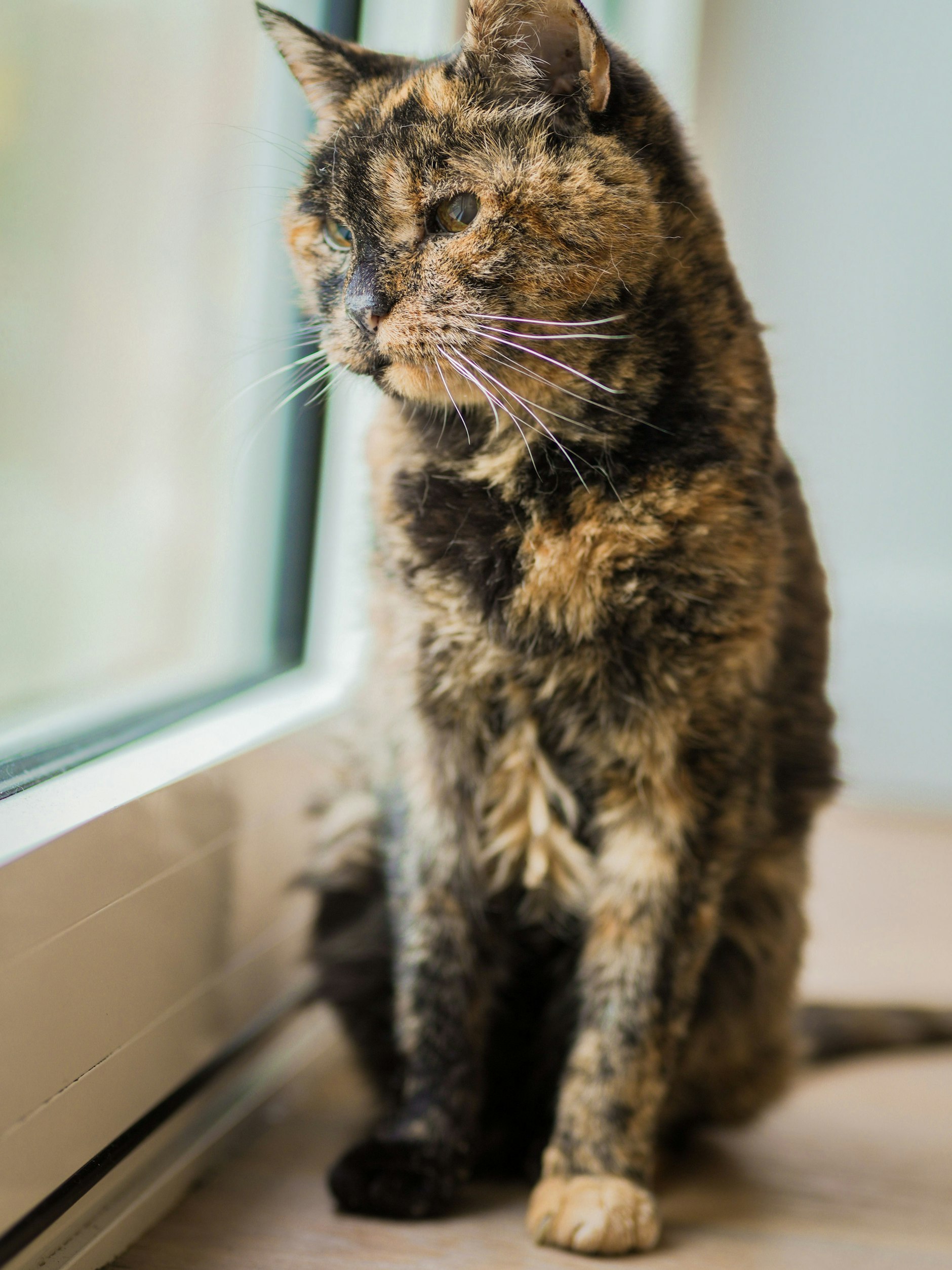 Flossie, die älteste Katze der Welt, genießt ihr neues Leben bei der gleichaltrigen Vicki in London.