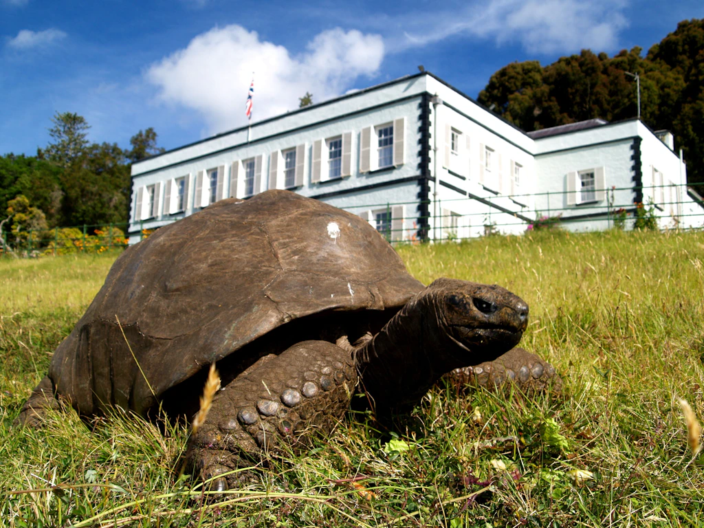 Wikipedia-Artikel über Jonathan (Schildkröte)