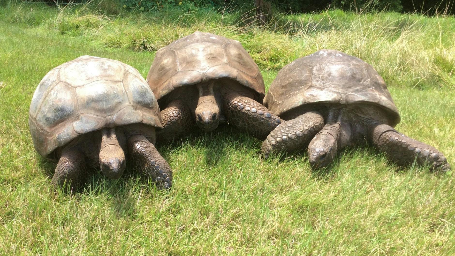 Jonathan (190, rechts) mit seinen Freunden David (Mitte) und Emma (links).