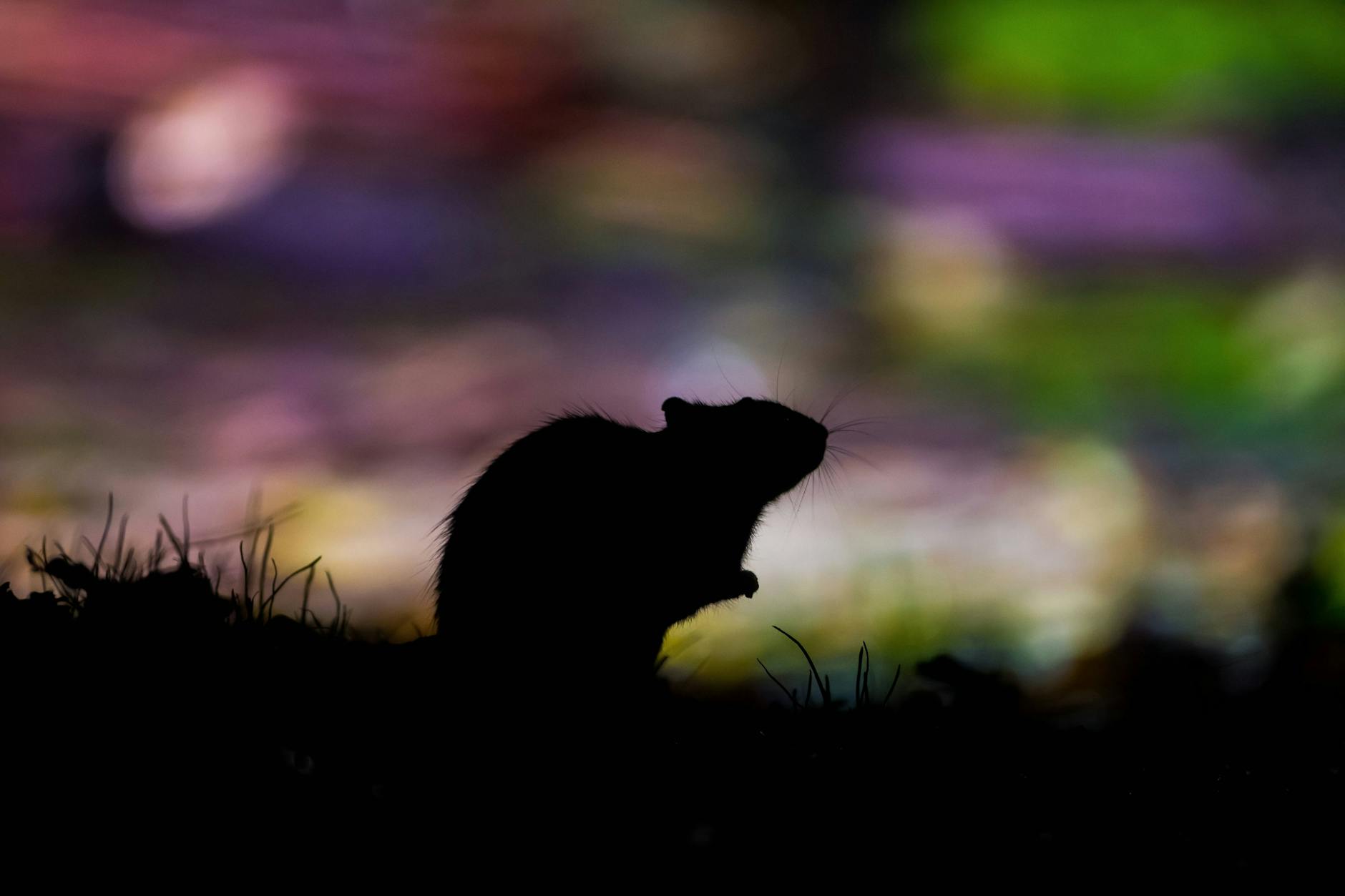 Können Ratten Corona auf den Menschen übertragen?