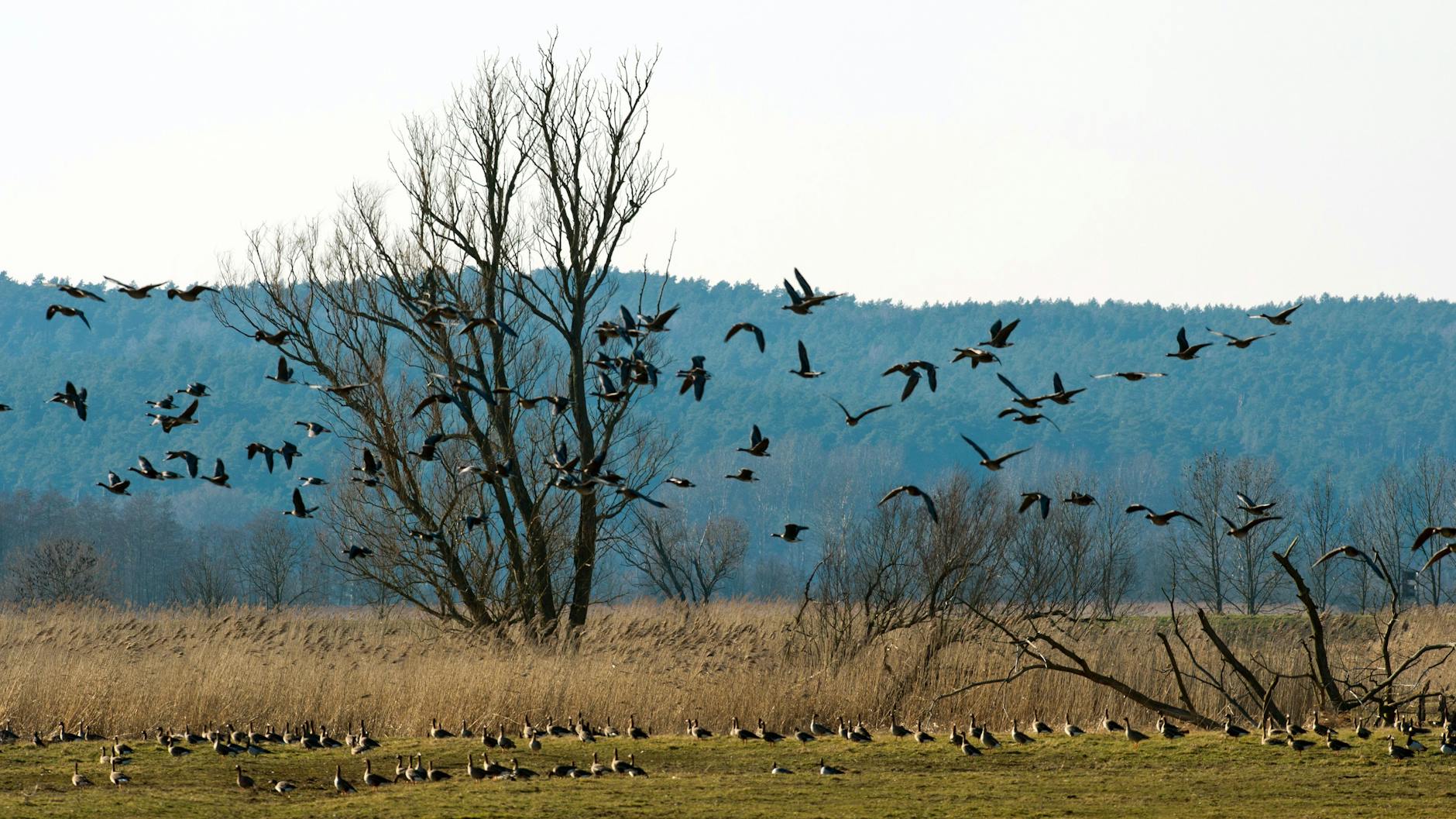 Wildgänse landen im Naturpark Westhavelland nahe dem kleinen Ort Gülpe.