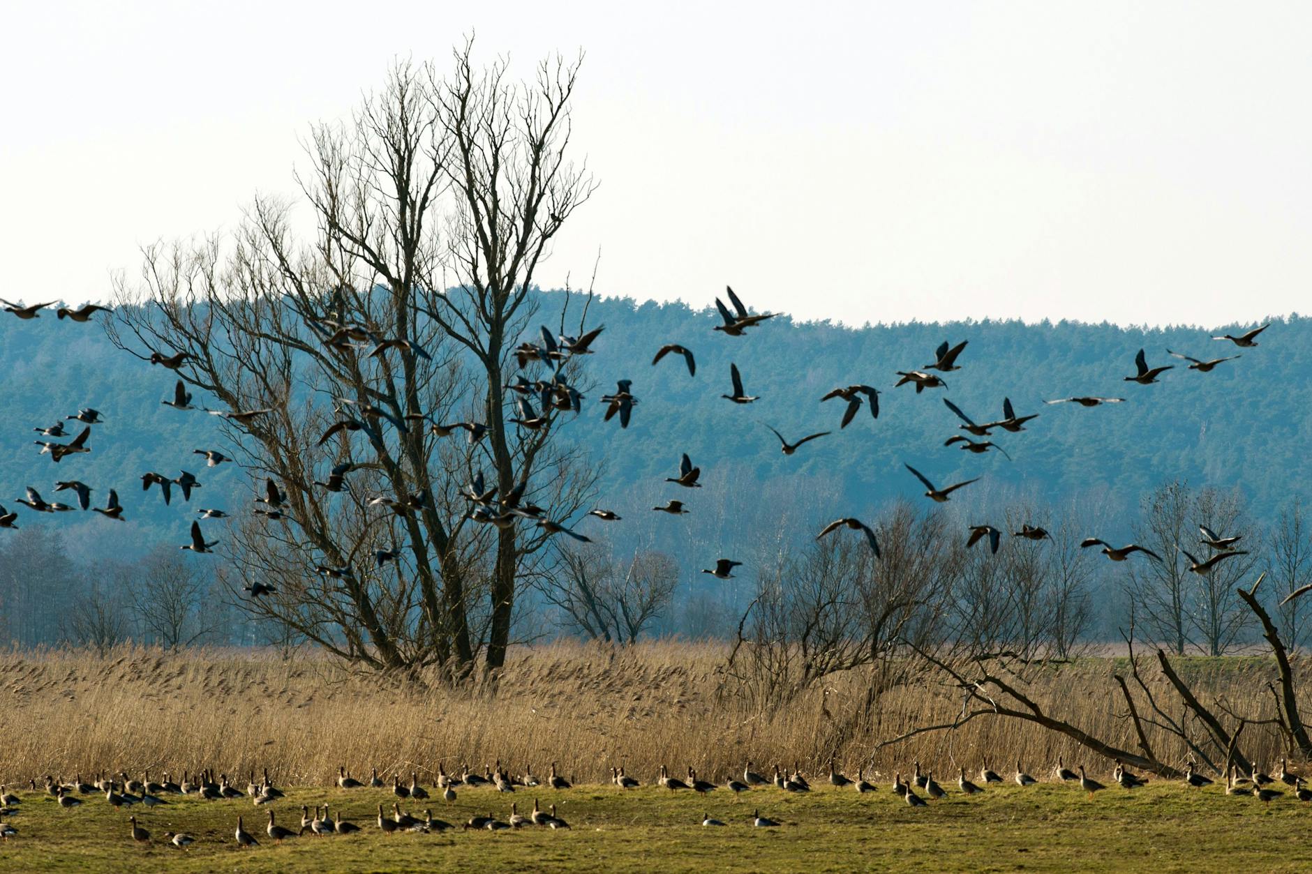 Wildgänse landen im Naturpark Westhavelland.