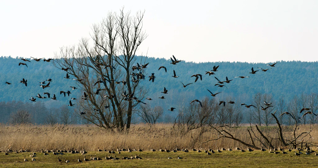 5 Naturparks in Brandenburg: Hier können Sie Natur pur erleben
