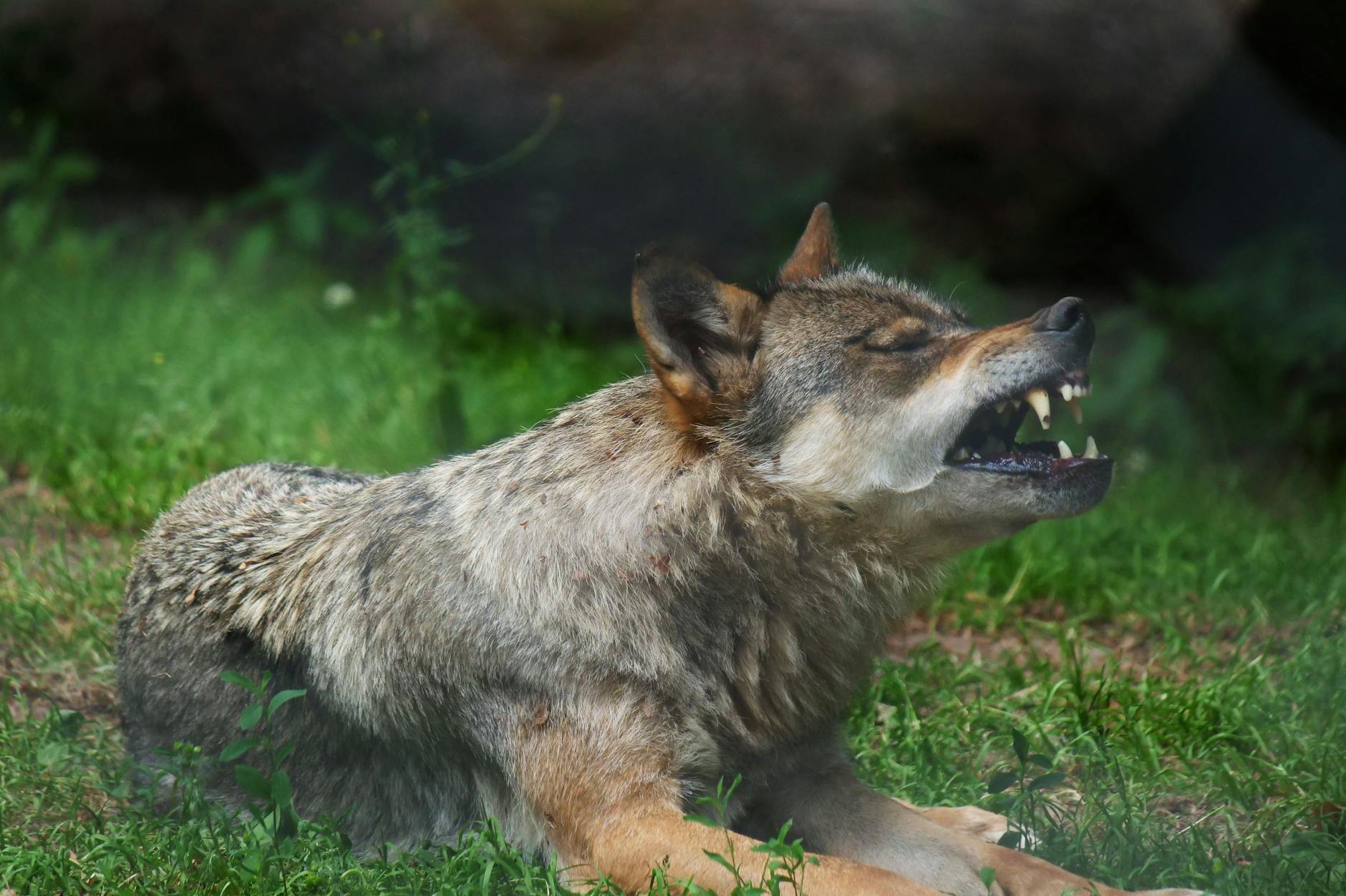 Ein europäischer Grauwolf in freier Wildbahn