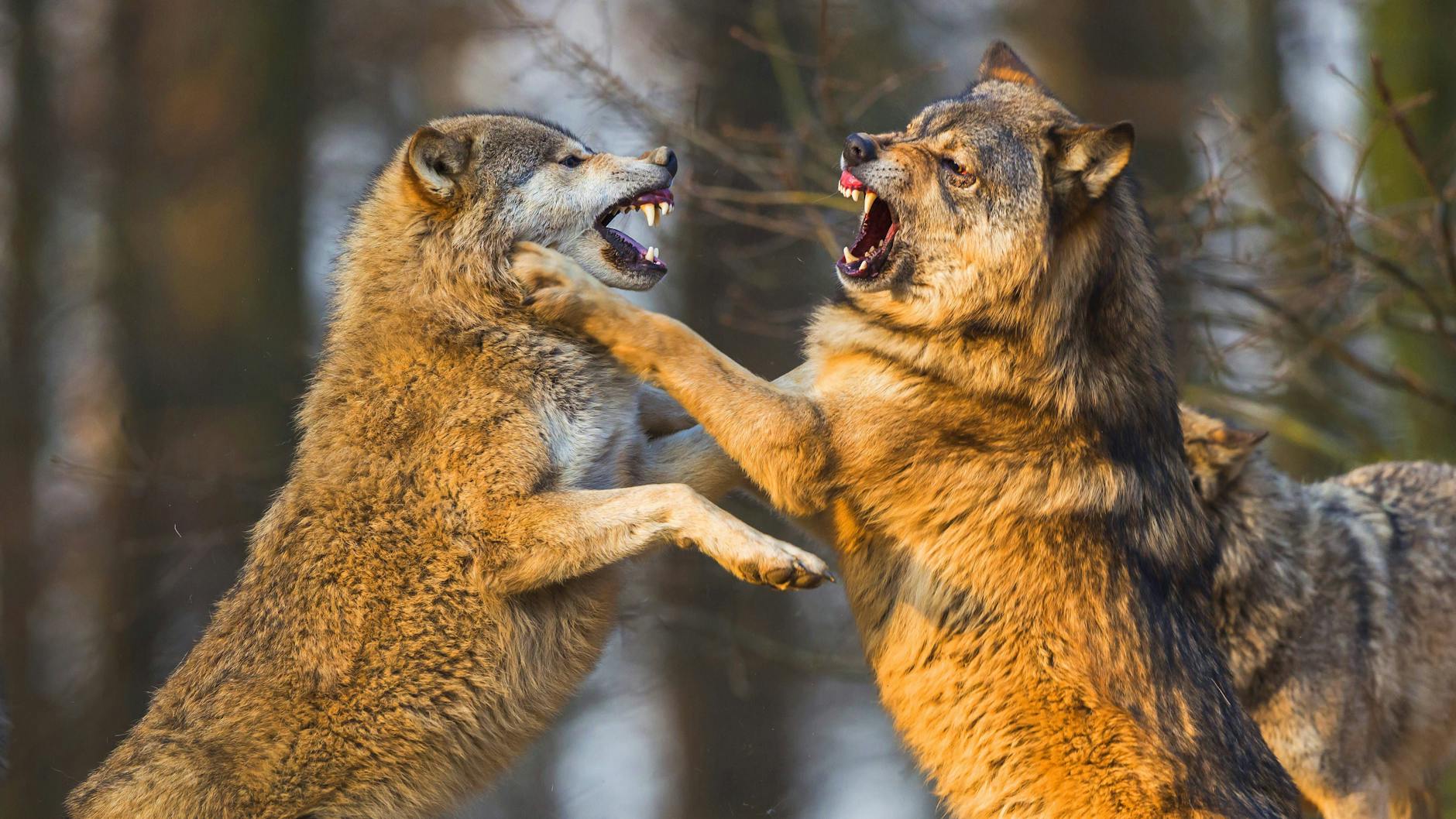 Zwei miteinander kämpfende Grauwölfe