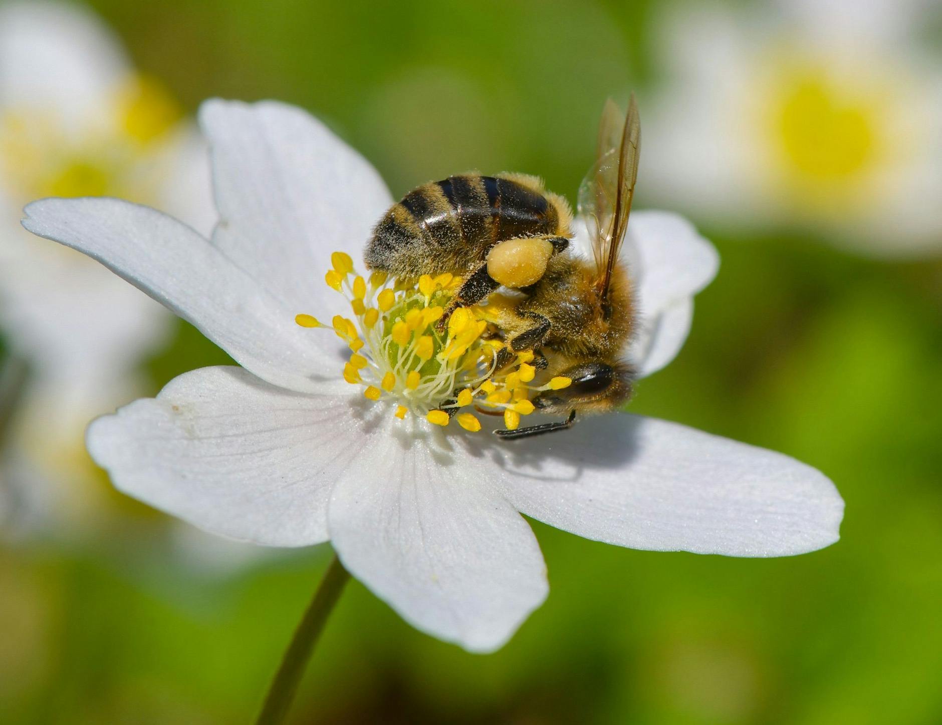ARCHIV - Eine Biene sucht Blütenpollen auf einem Buschwindröschen. a/Symbolbild