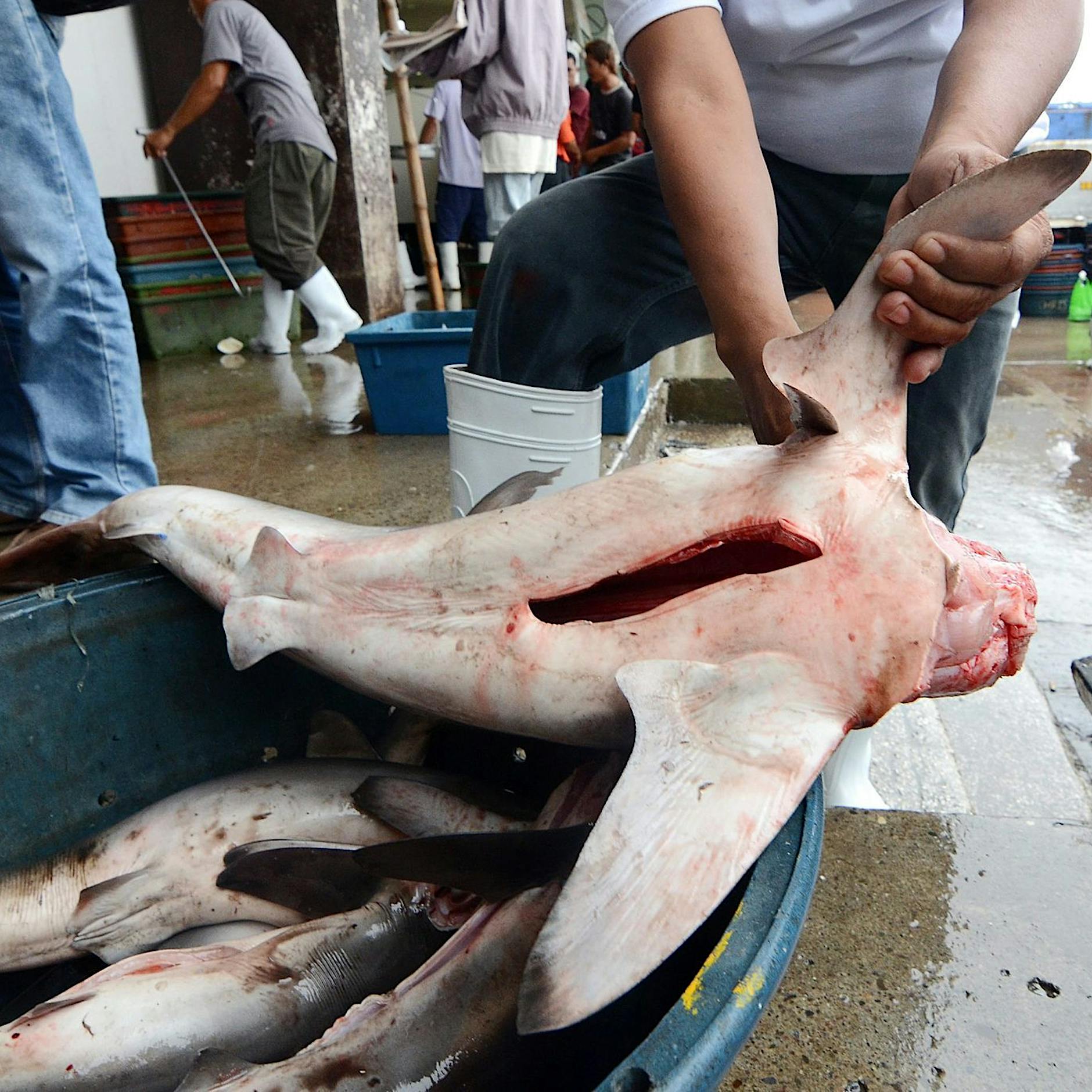 Cites-Konferenz einigt sich auf Schutz für Hunderte Arten