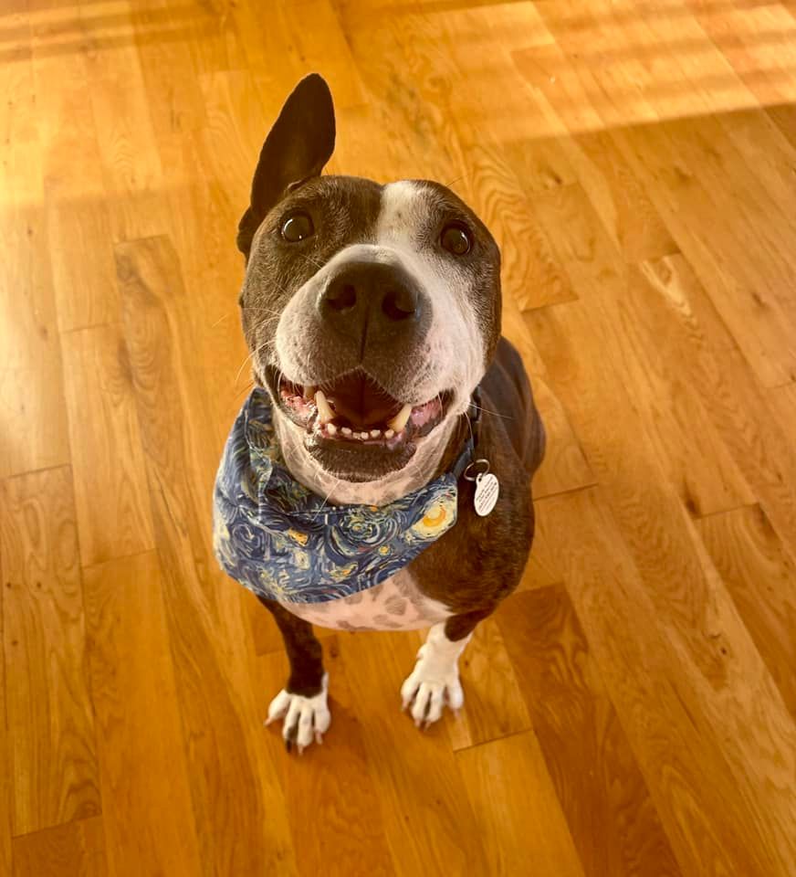 Niemand wollte den Tierheim-Hund mit nur einem Ohr adoptieren – bis er anfing zu malen