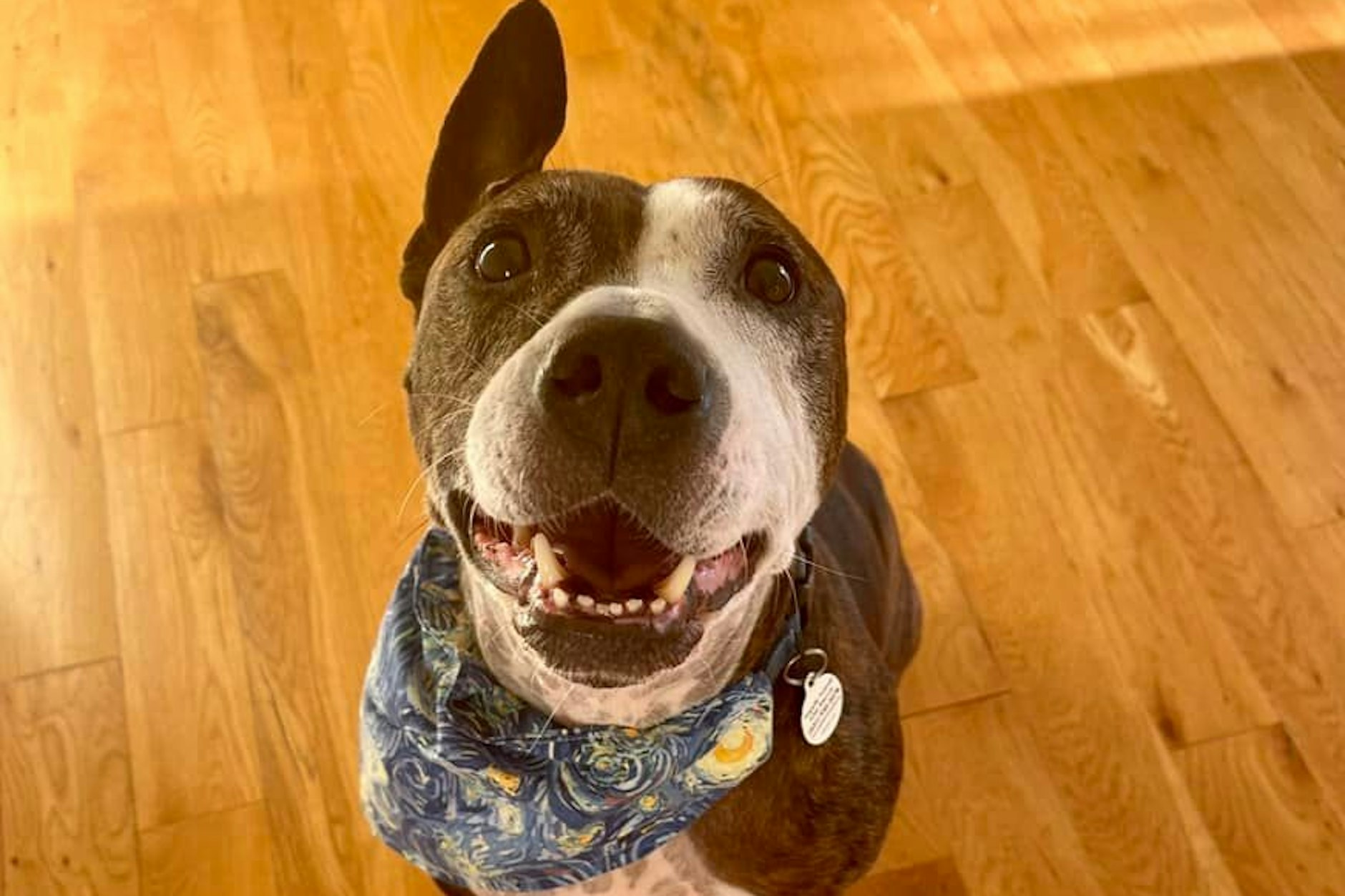 Der Pitbull-Mix macht seinem Namen Van Gogh alle Ehre, kreiert Kunstwerke, die über Facebook verkauft werden.