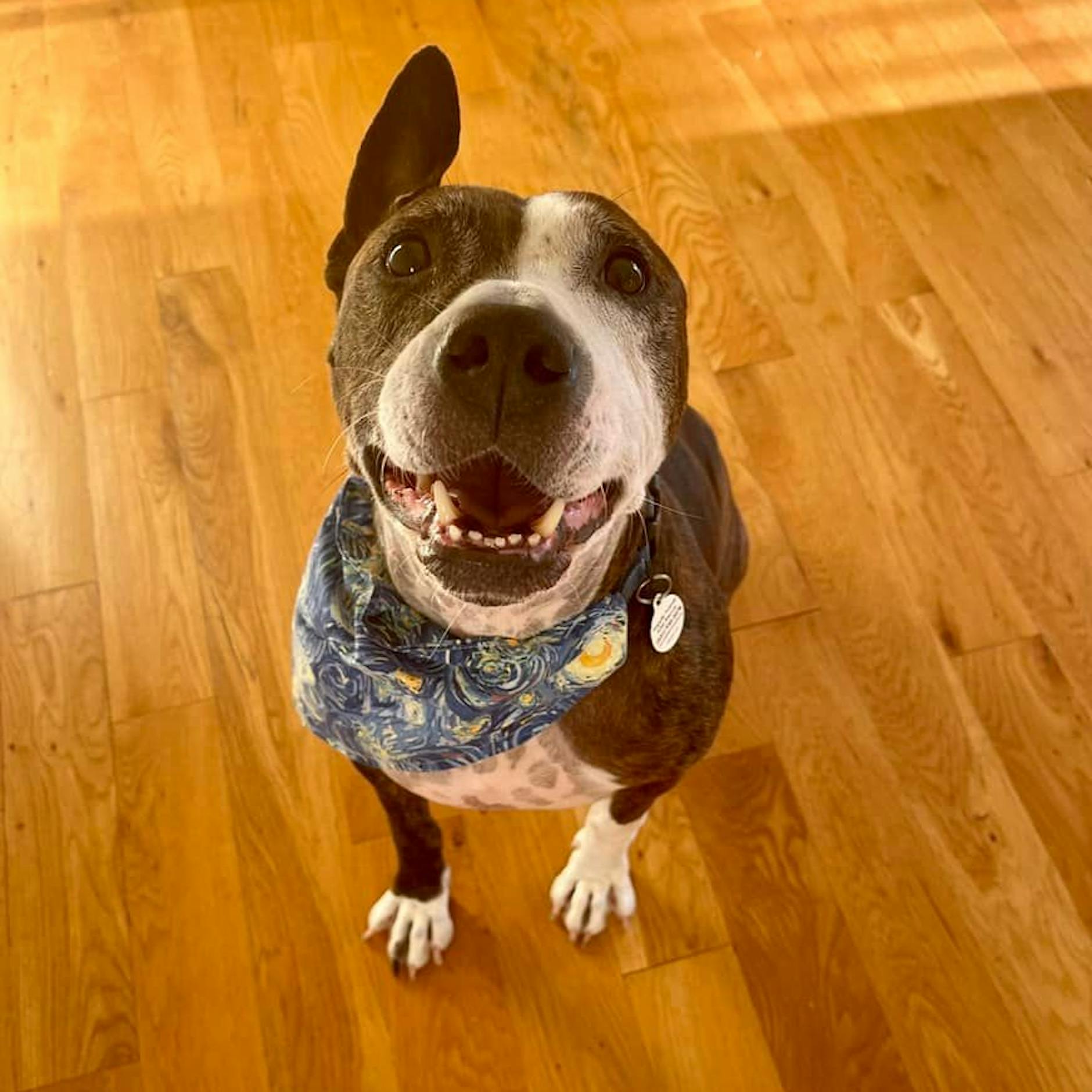 Niemand wollte den Tierheim-Hund mit nur einem Ohr adoptieren – bis er anfing zu malen